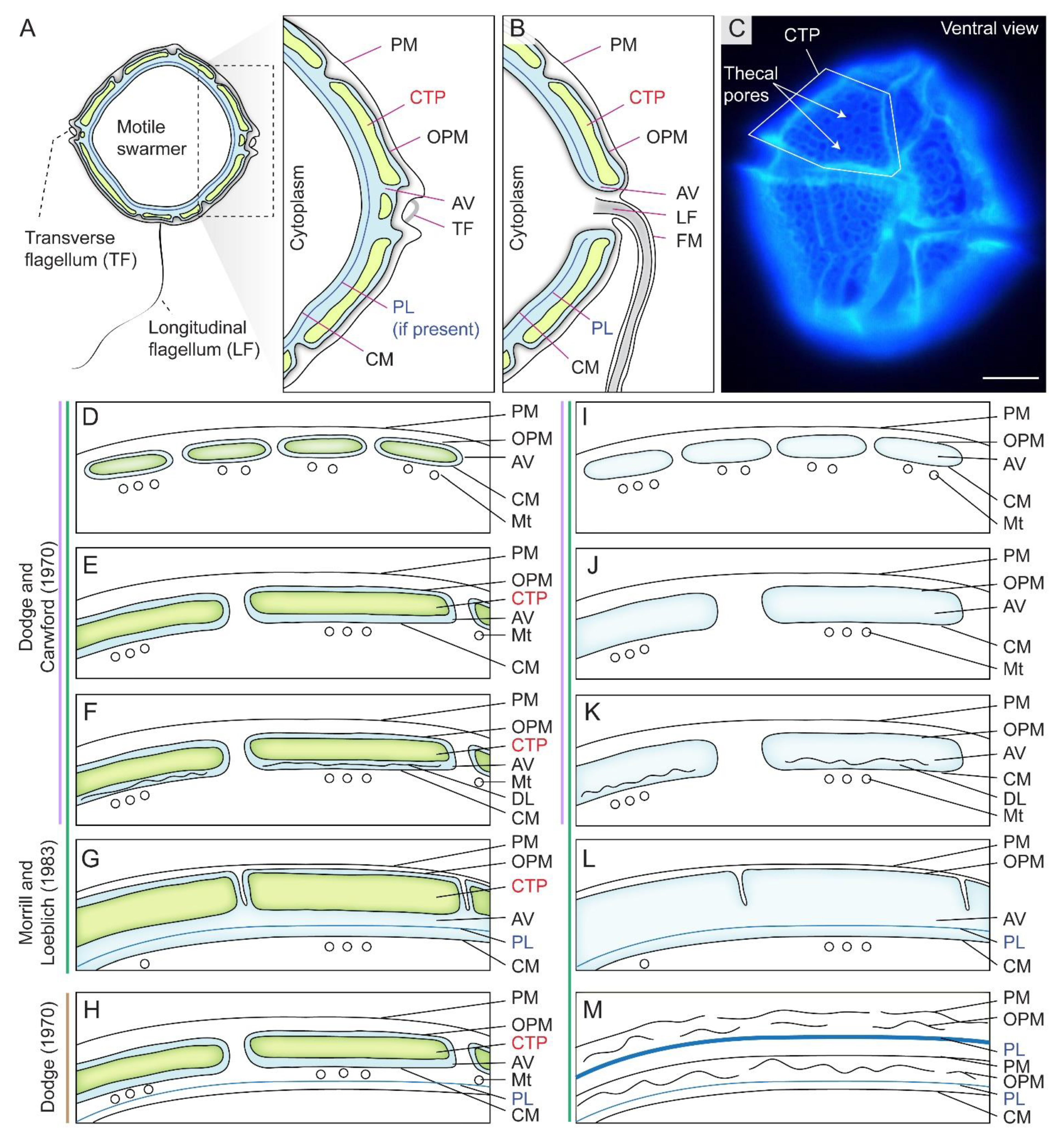 Marinedrugs 21 00070 g001