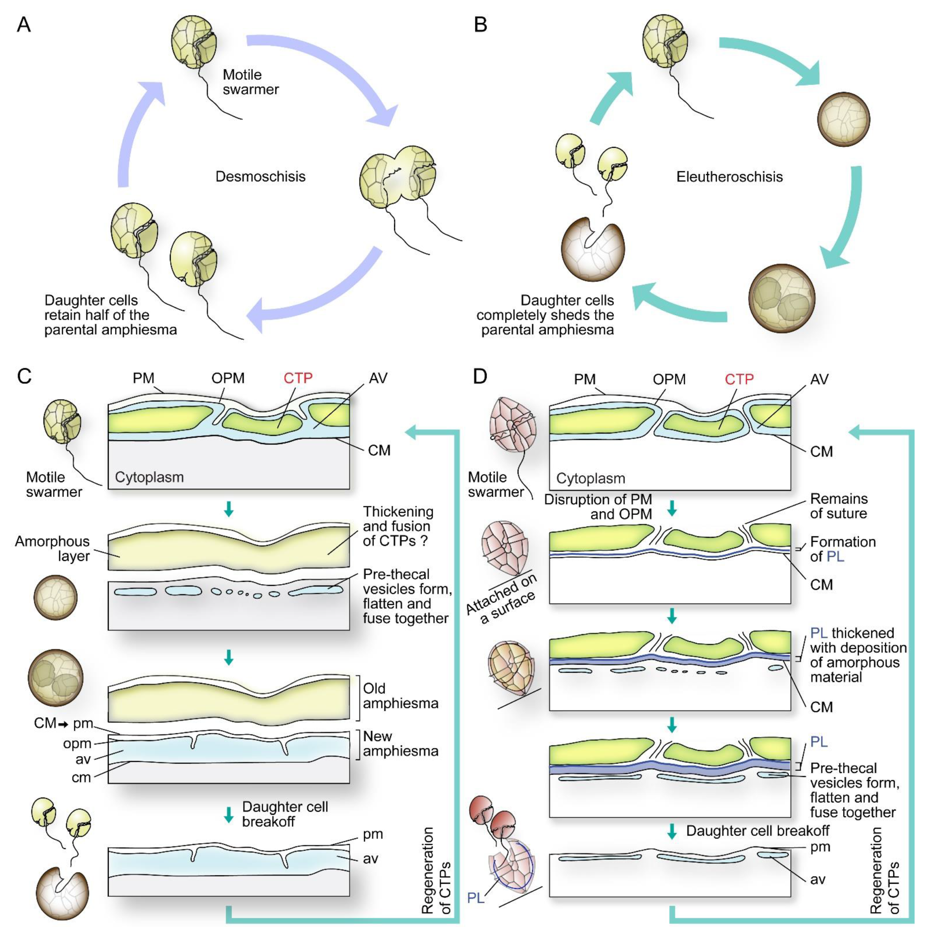 Marinedrugs 21 00070 g005