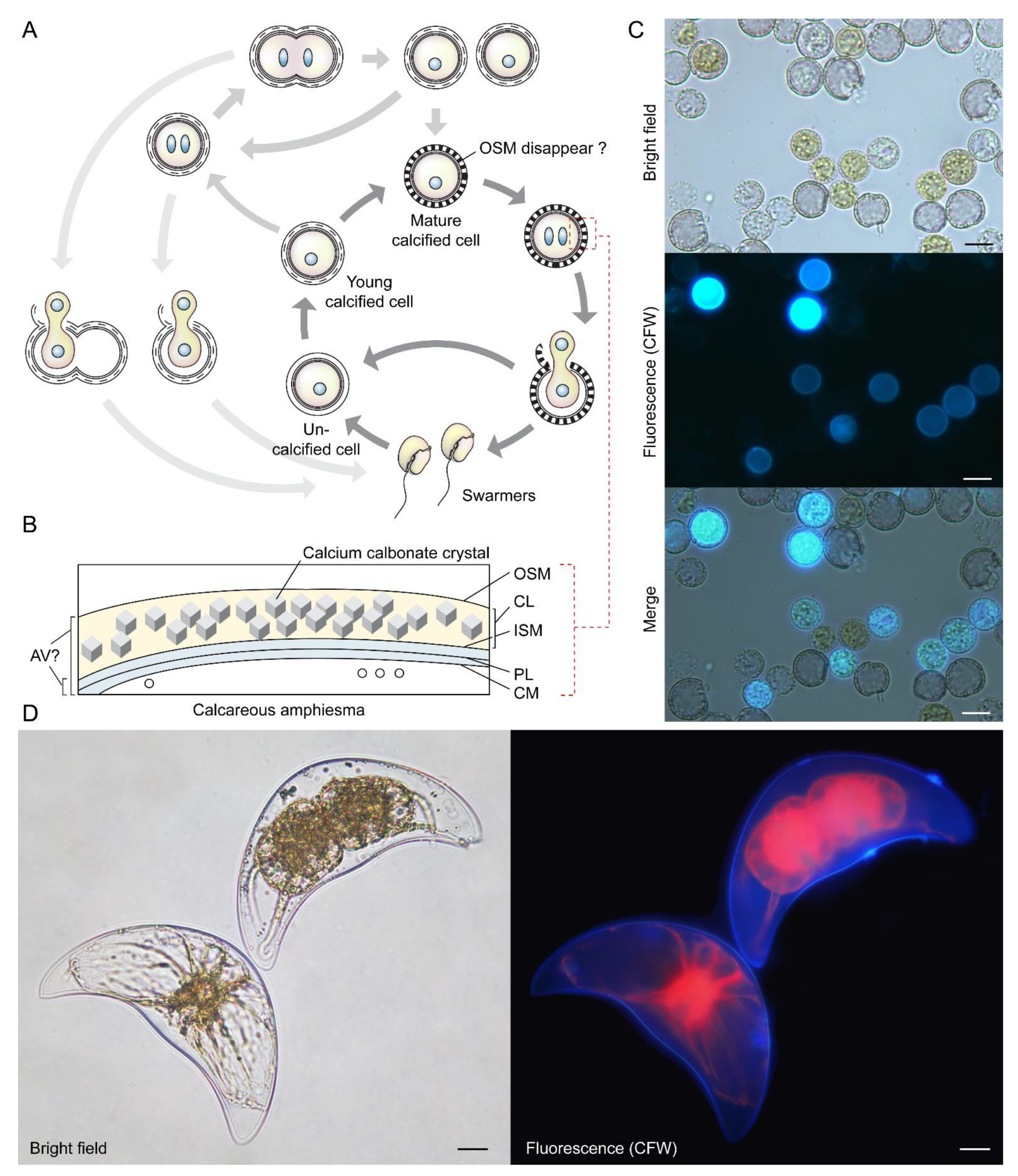 Marinedrugs 21 00070 g006