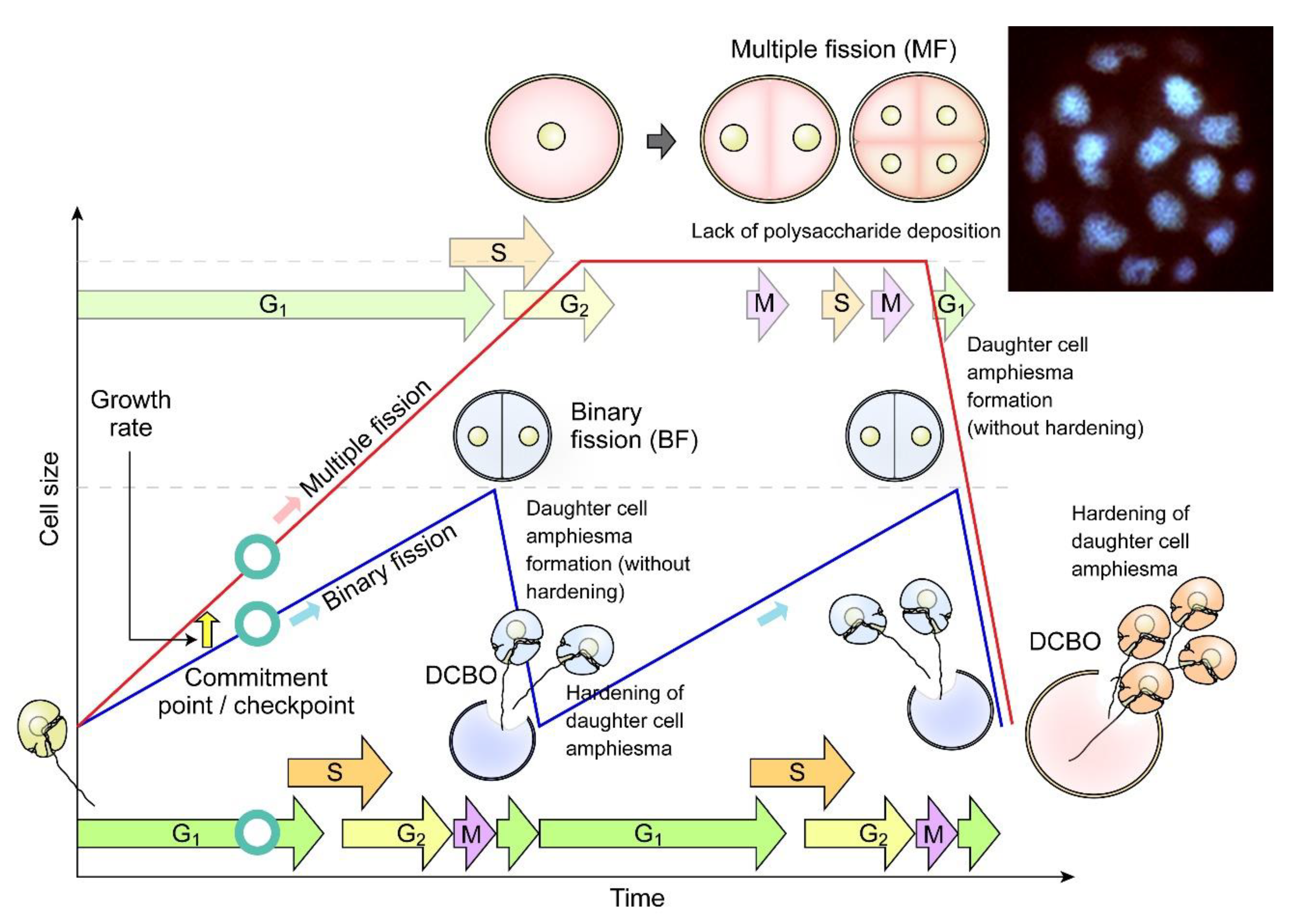 Marinedrugs 21 00070 g007