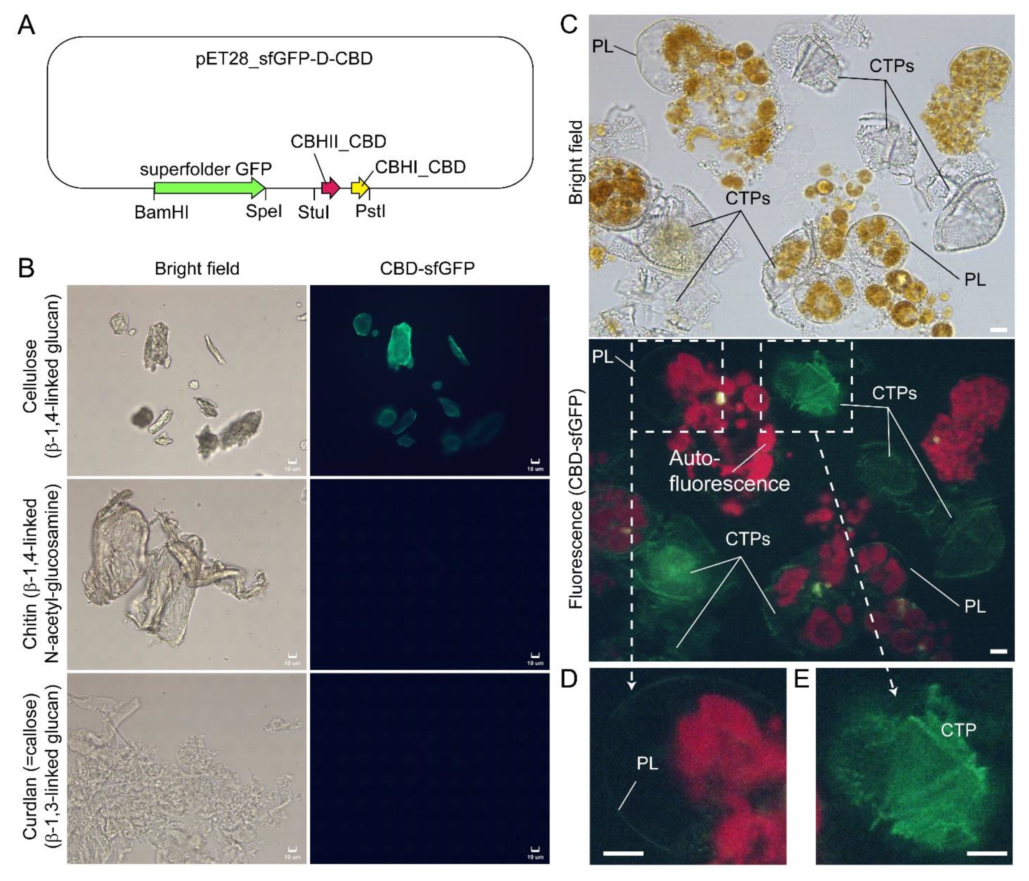 Marinedrugs 21 00070 g008