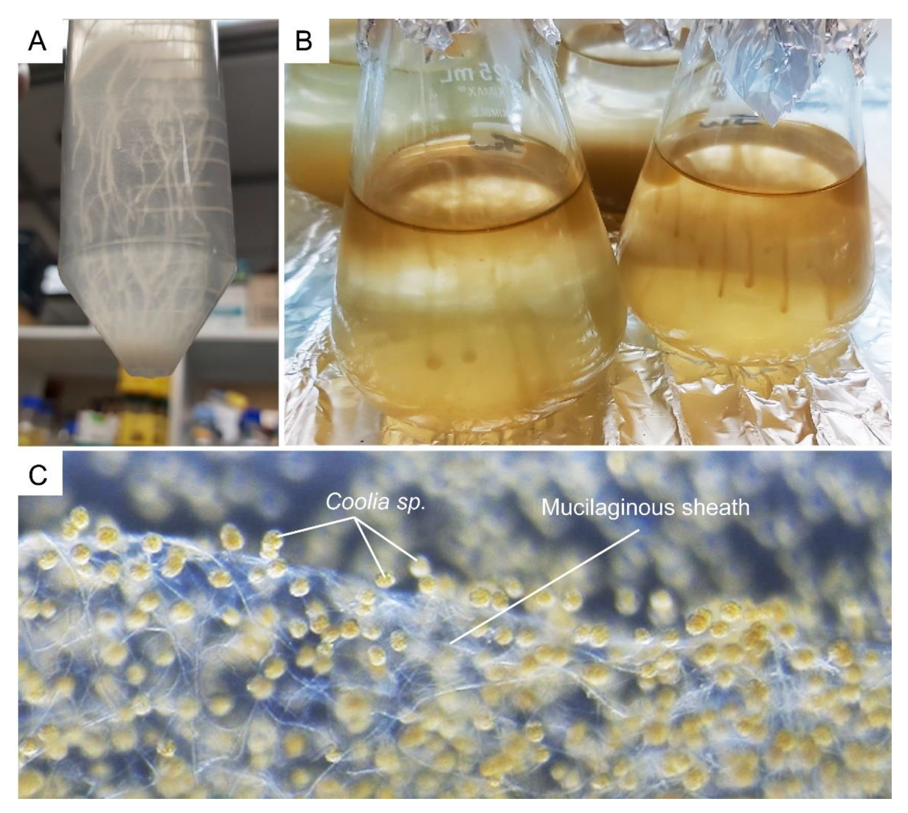 Marinedrugs 21 00070 g012