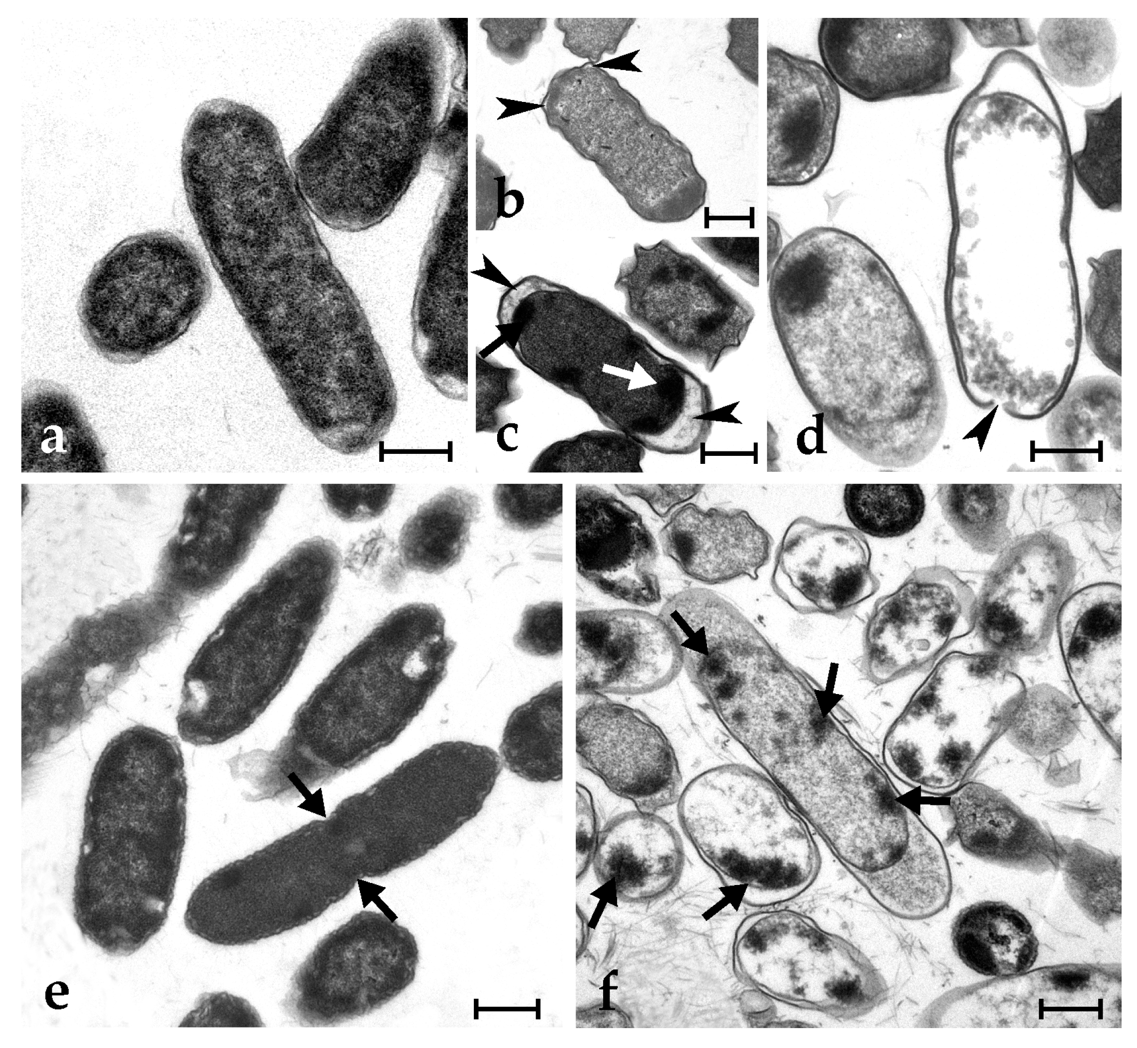 Marinedrugs 21 00074 g004