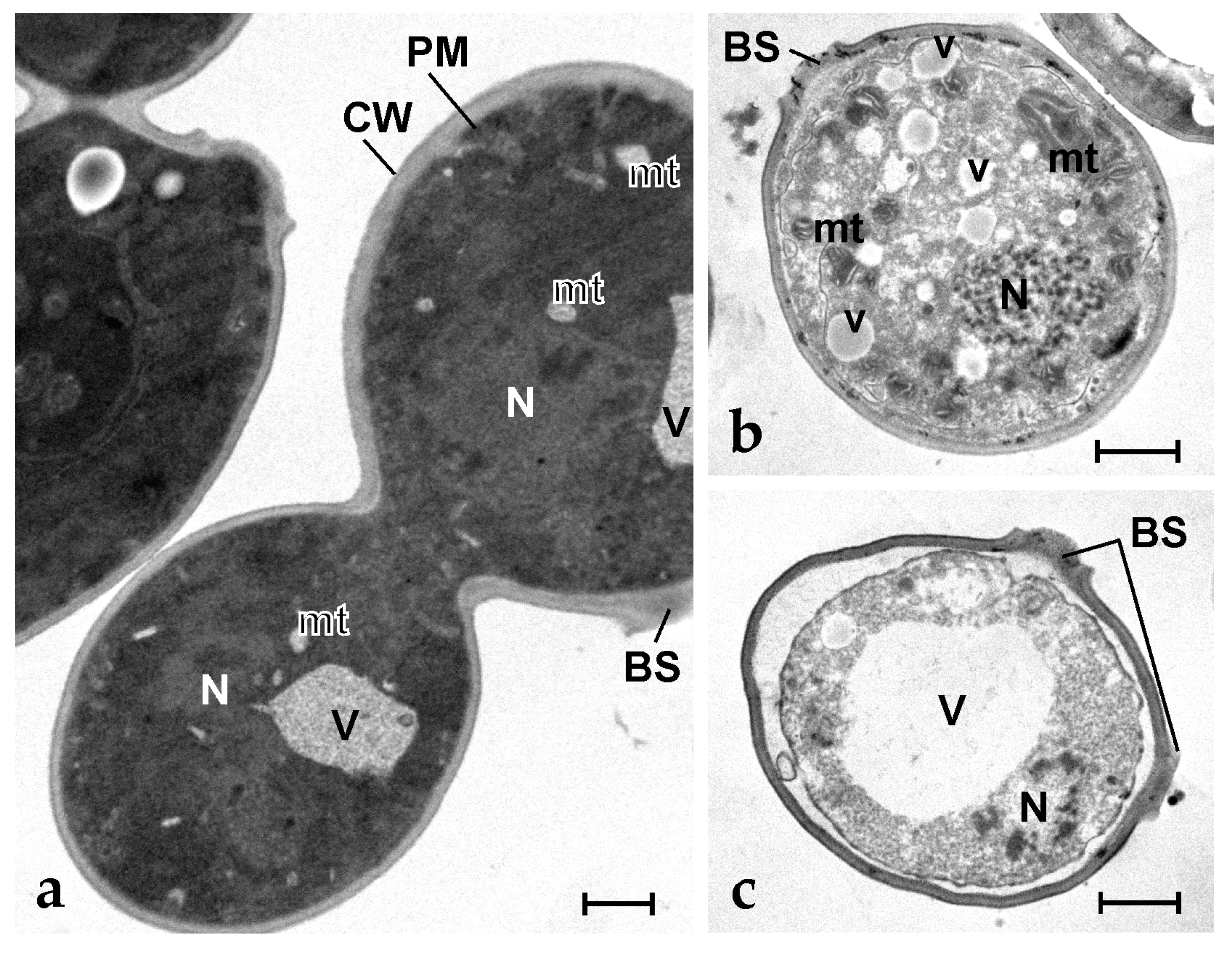 Marinedrugs 21 00074 g005