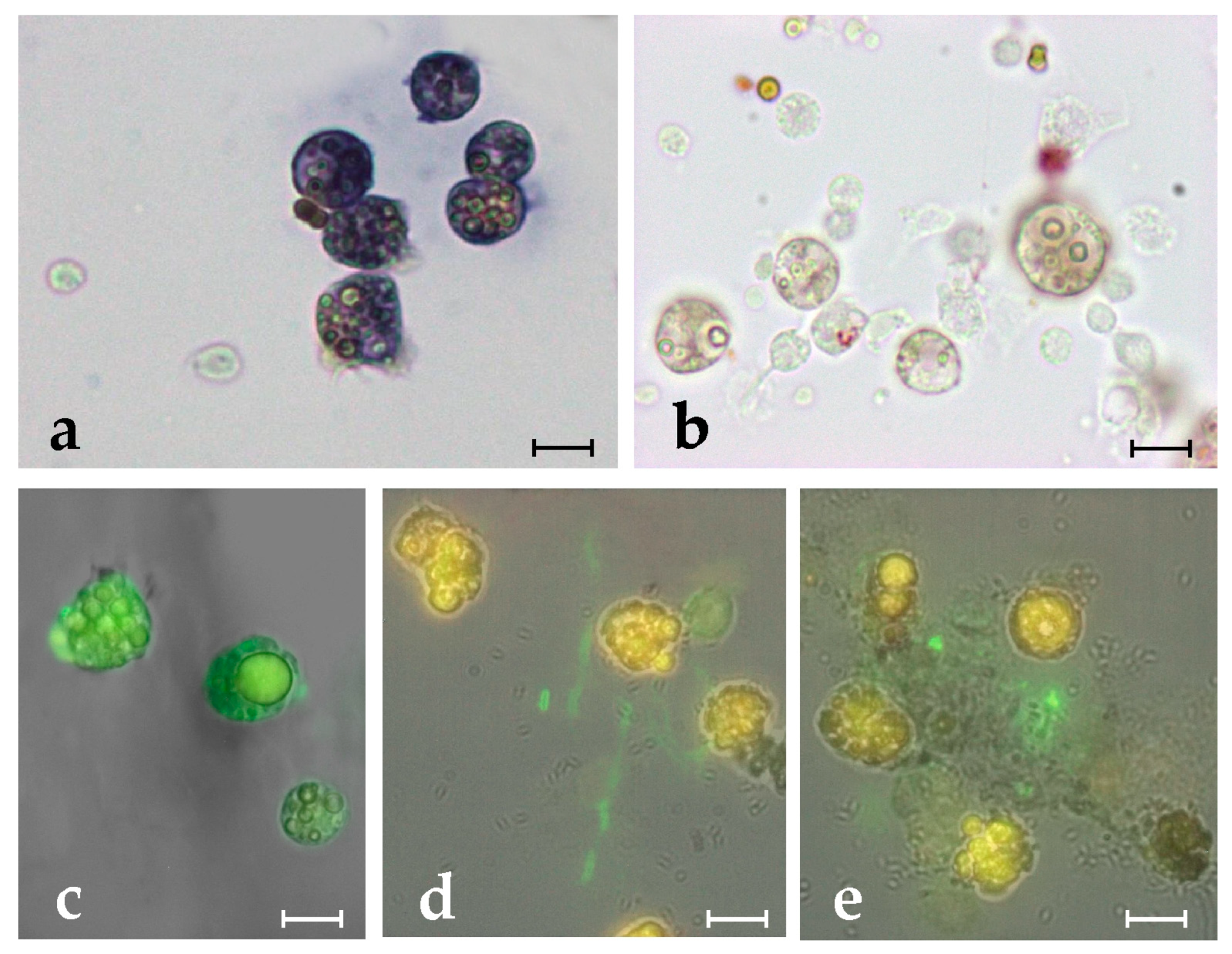 Marinedrugs 21 00074 g006