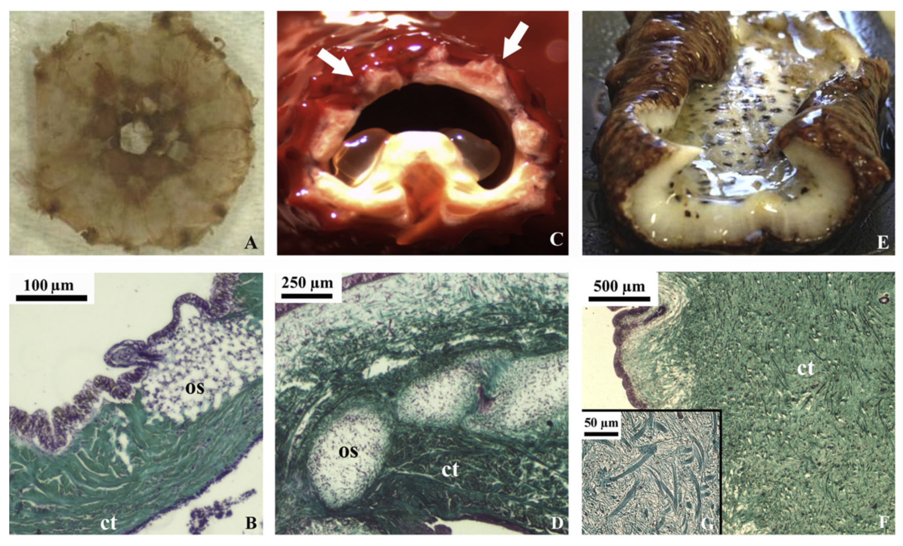 Marinedrugs 21 00087 g004