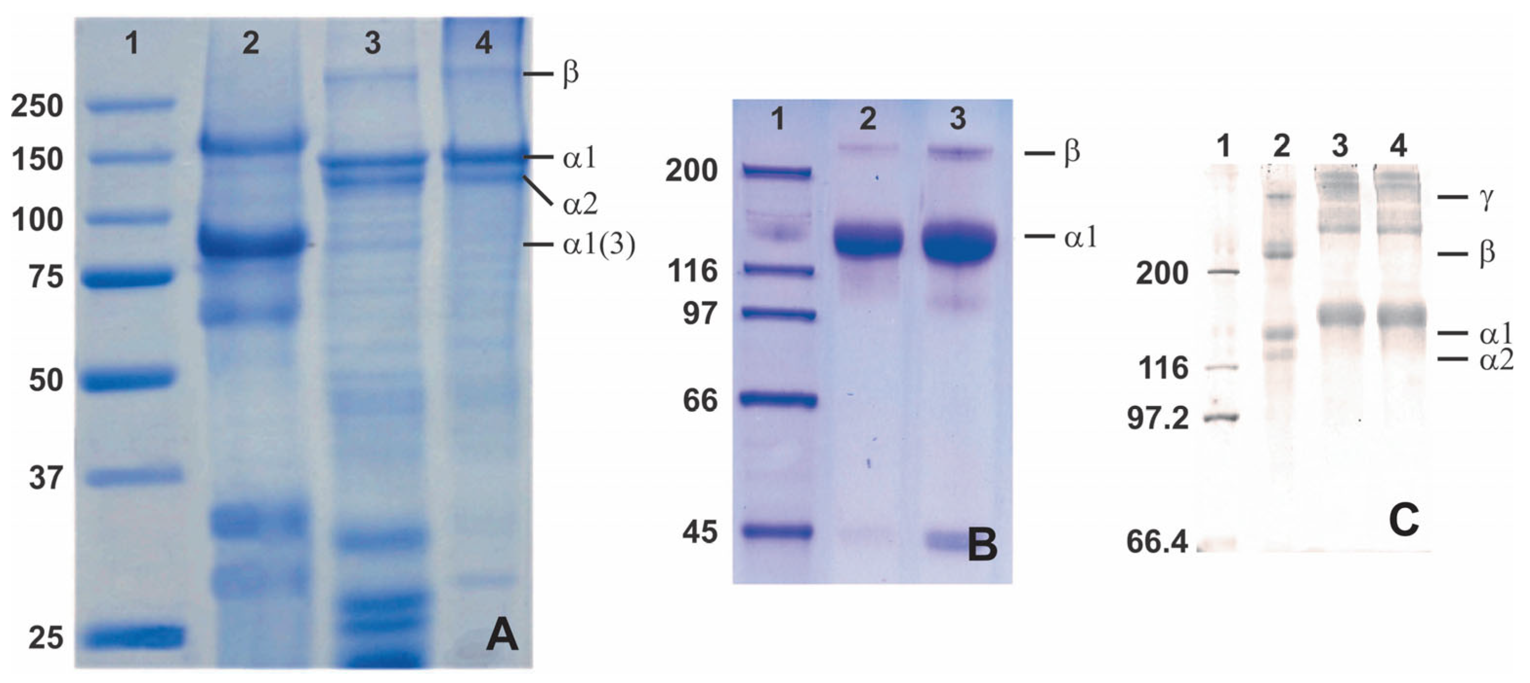 Marinedrugs 21 00087 g005