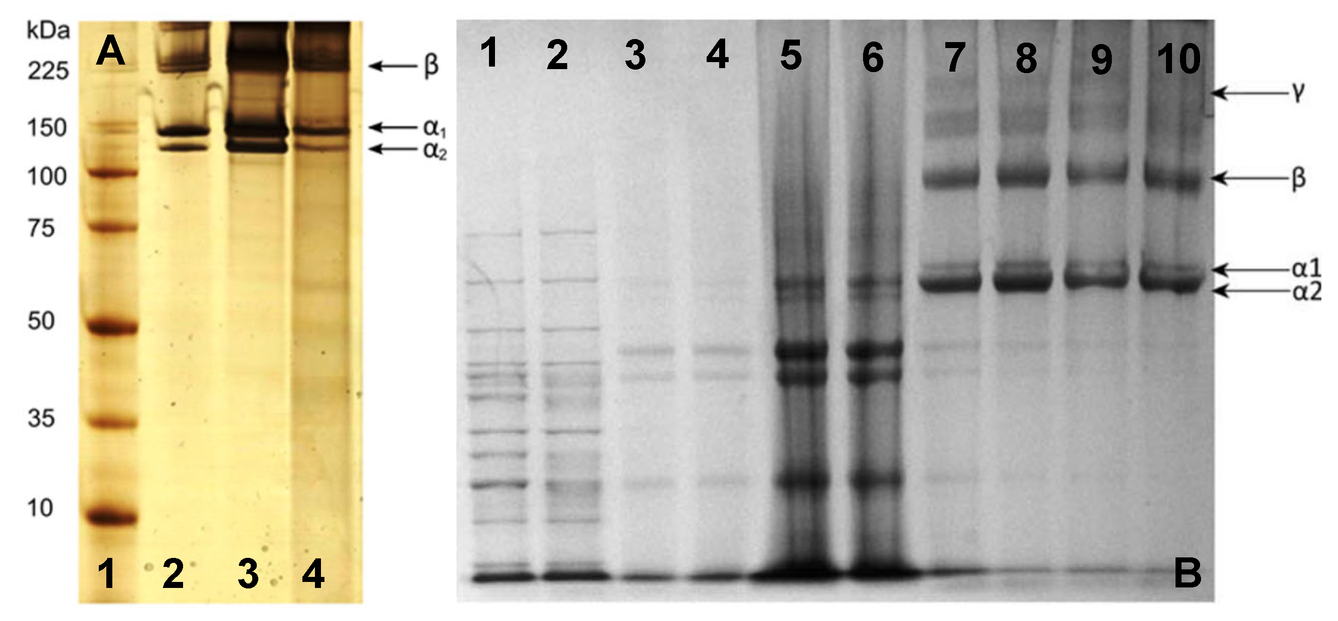 Marinedrugs 21 00087 g006