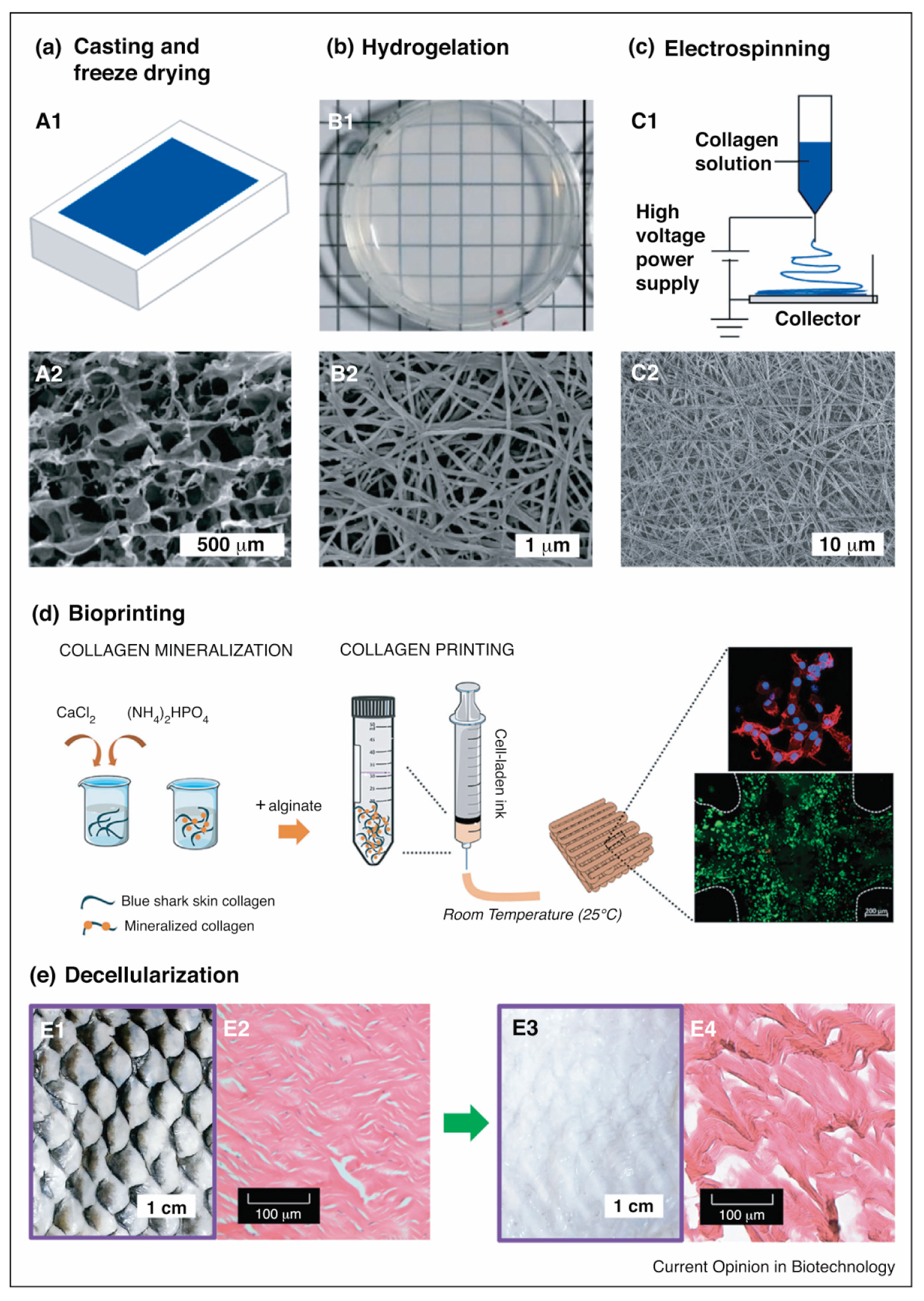 Marinedrugs 21 00087 g008