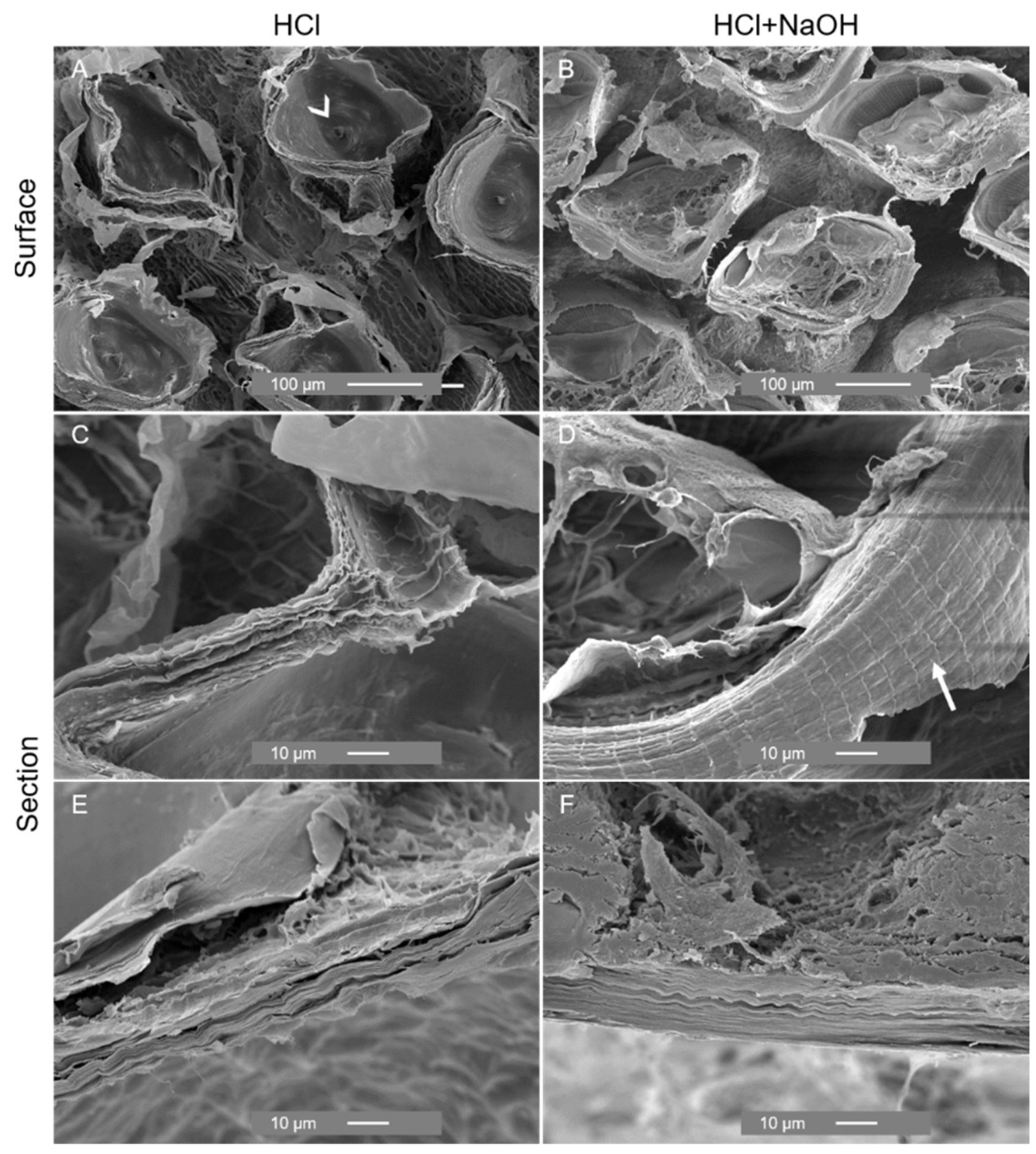 Marinedrugs 21 00096 g008