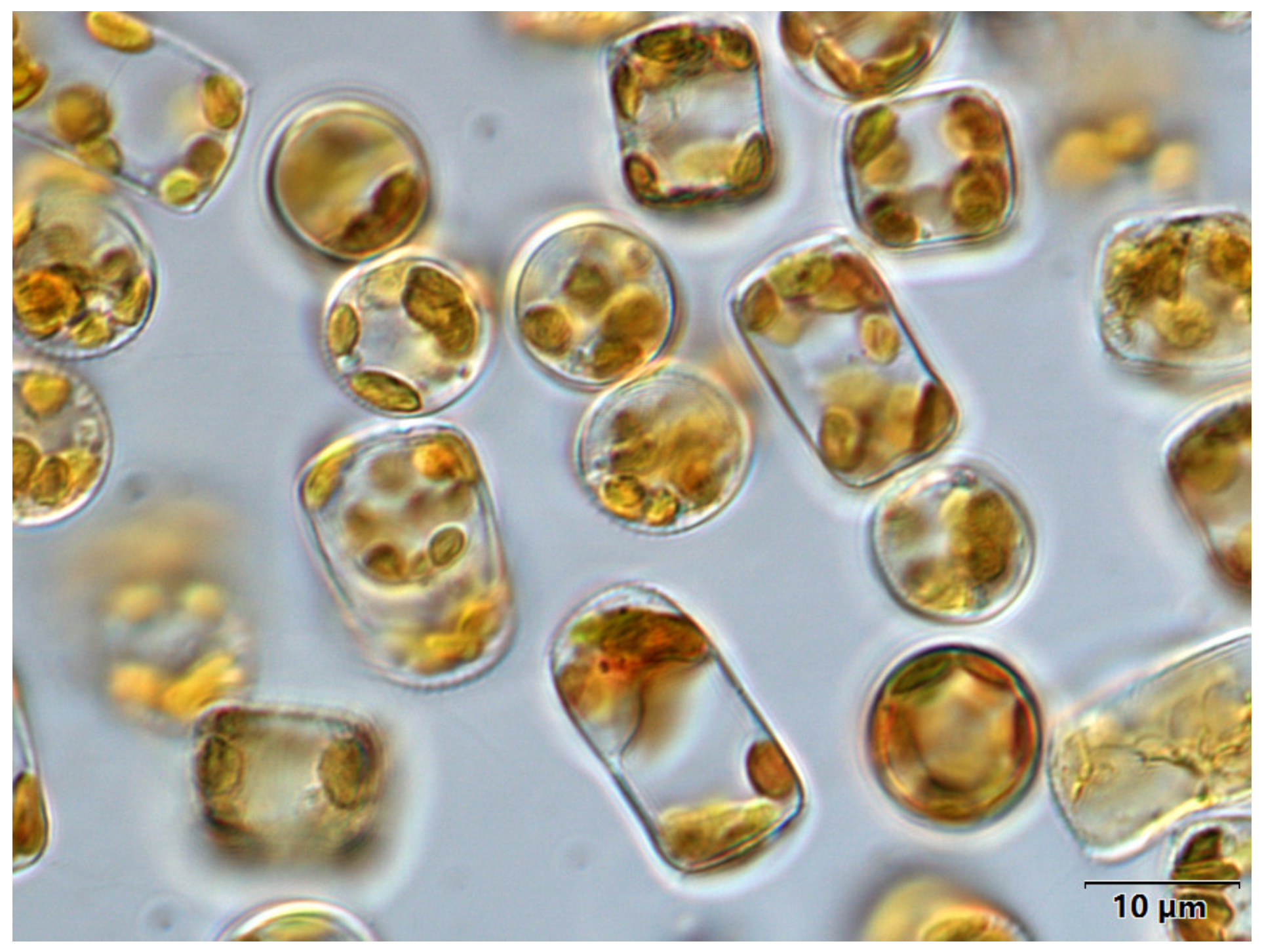 Marinedrugs 21 00106 g007