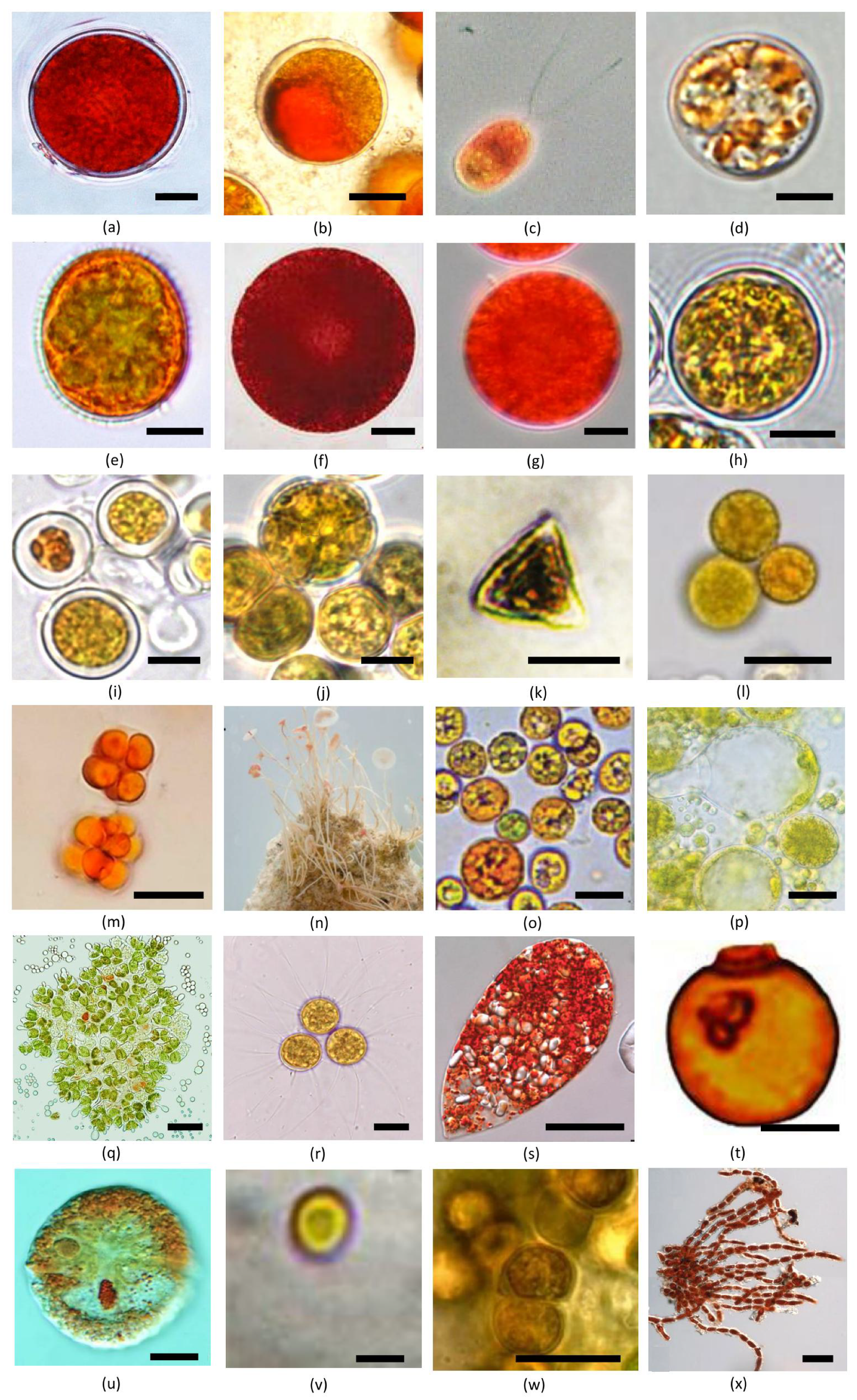 Marinedrugs 21 00108 g004