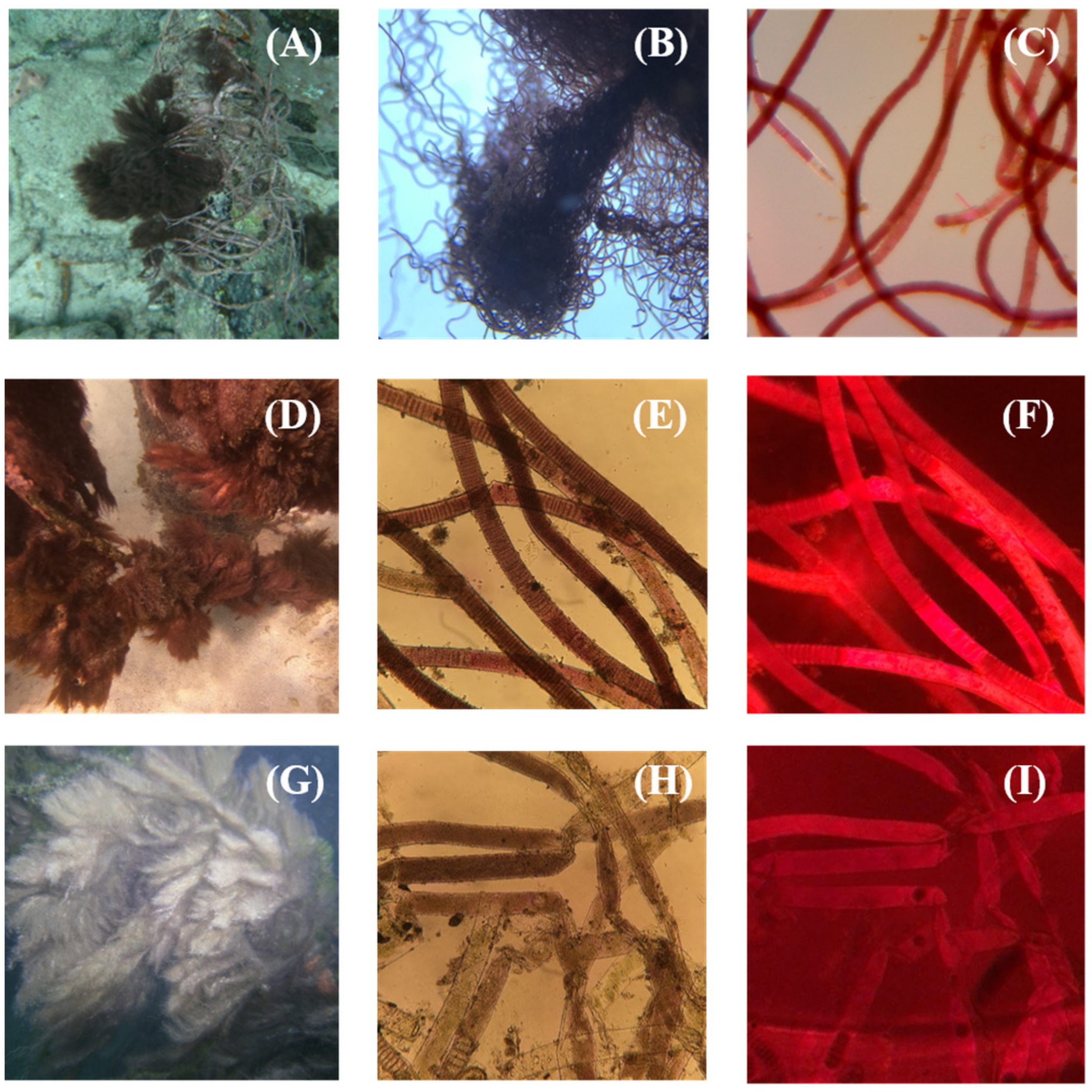 Marinedrugs 21 00110 g002