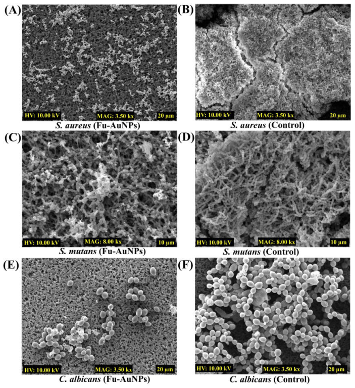 Marinedrugs 21 00123 g006