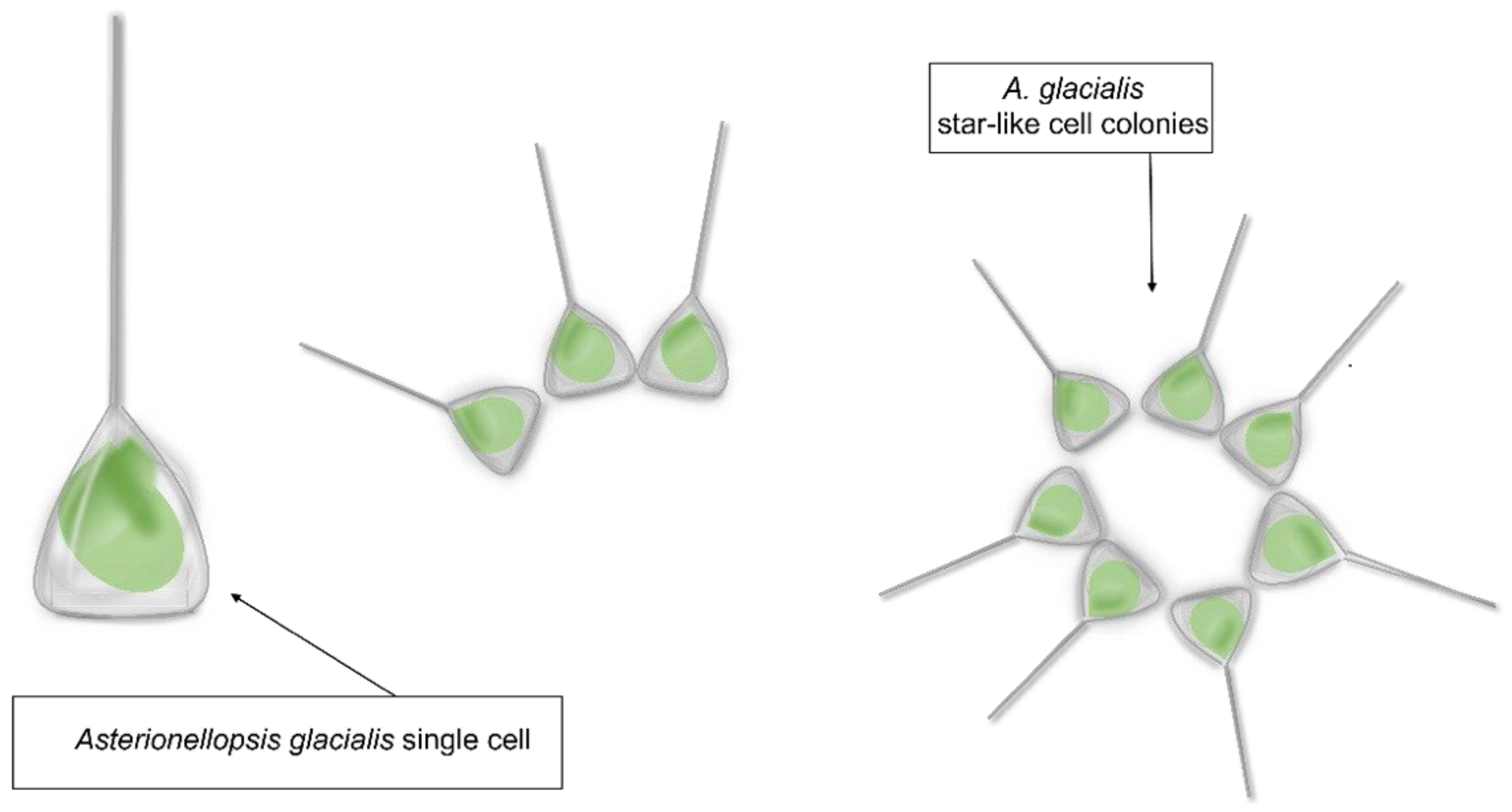 Marinedrugs 21 00126 g001