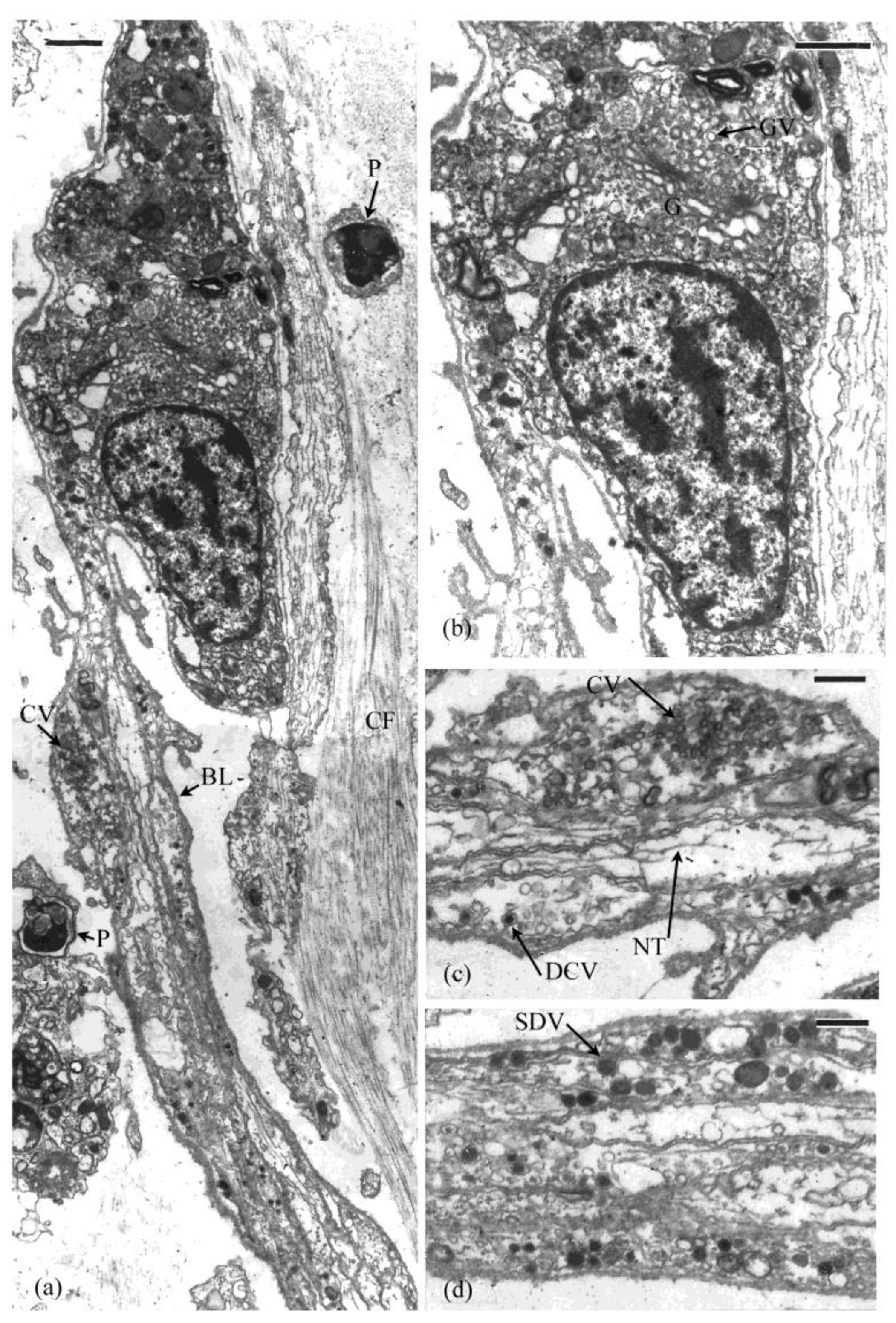 Marinedrugs 21 00134 g005