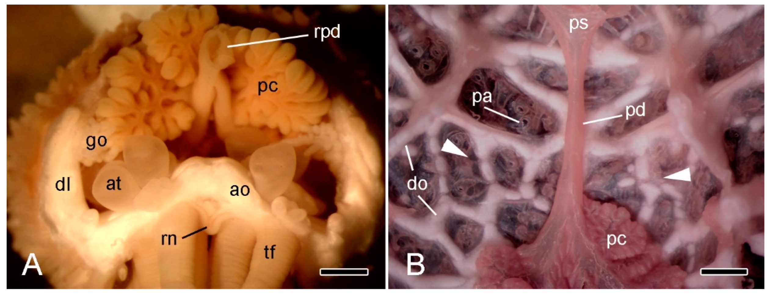 Marinedrugs 21 00138 g003