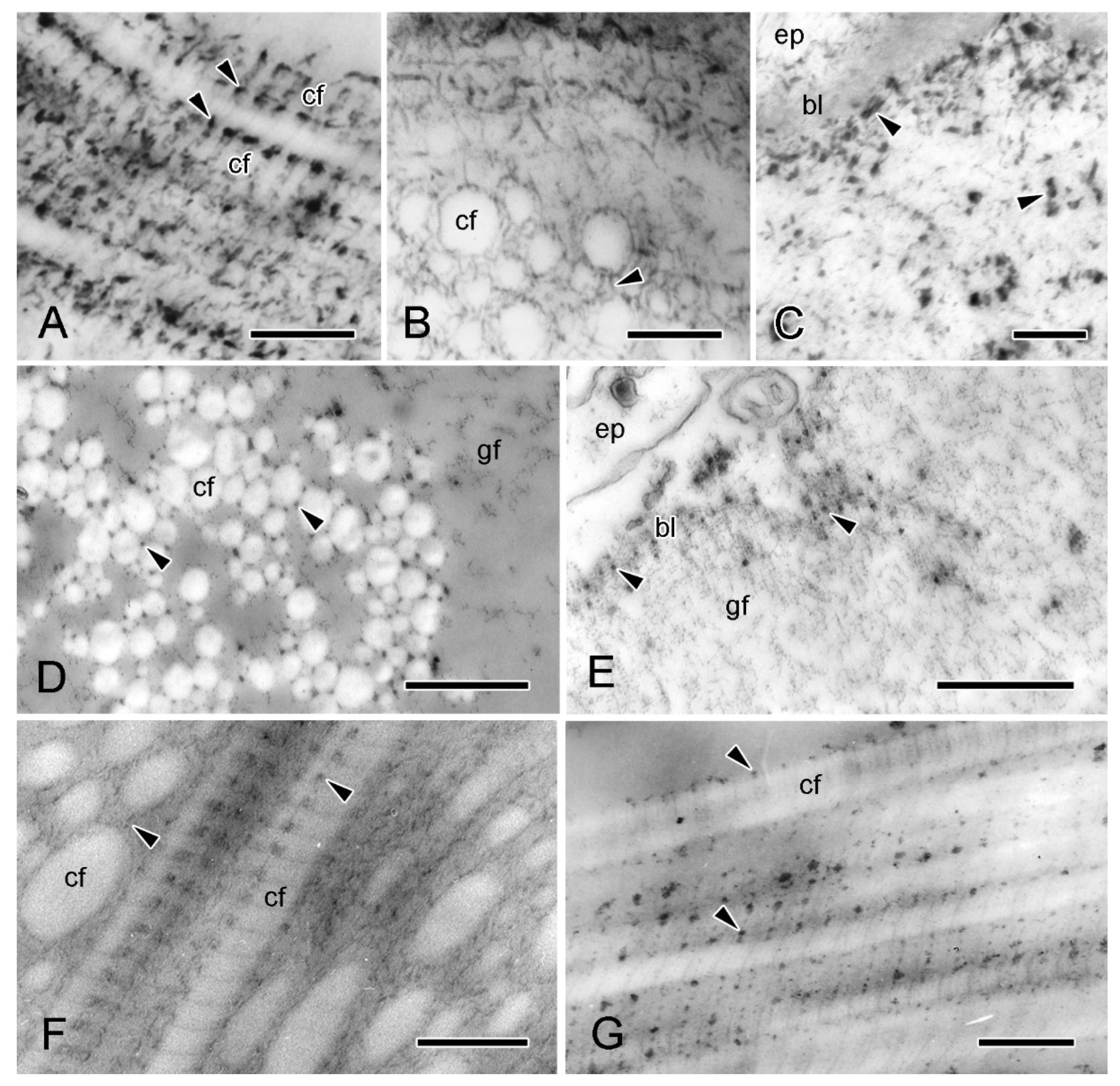 Marinedrugs 21 00138 g006