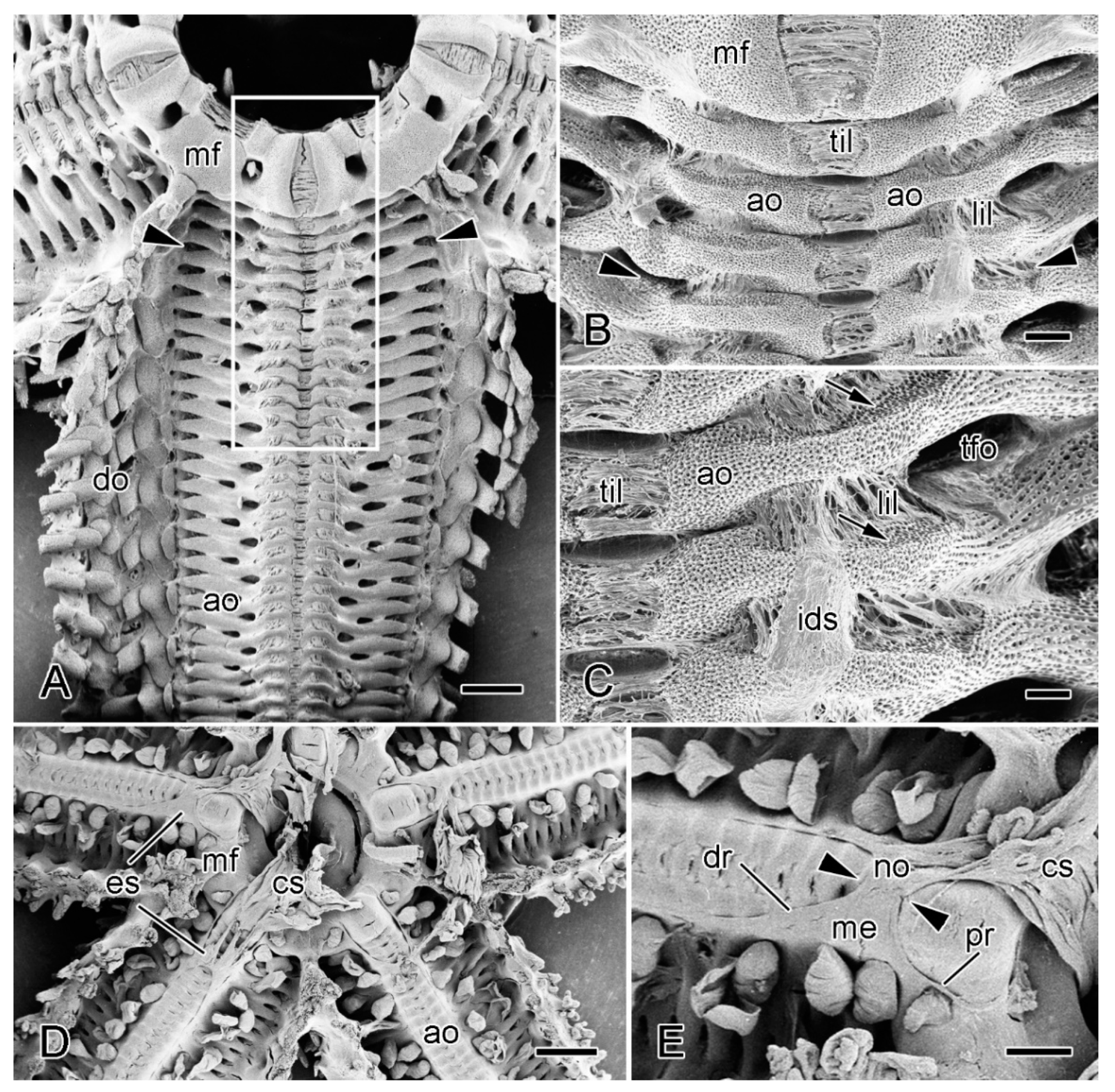 Marinedrugs 21 00138 g008