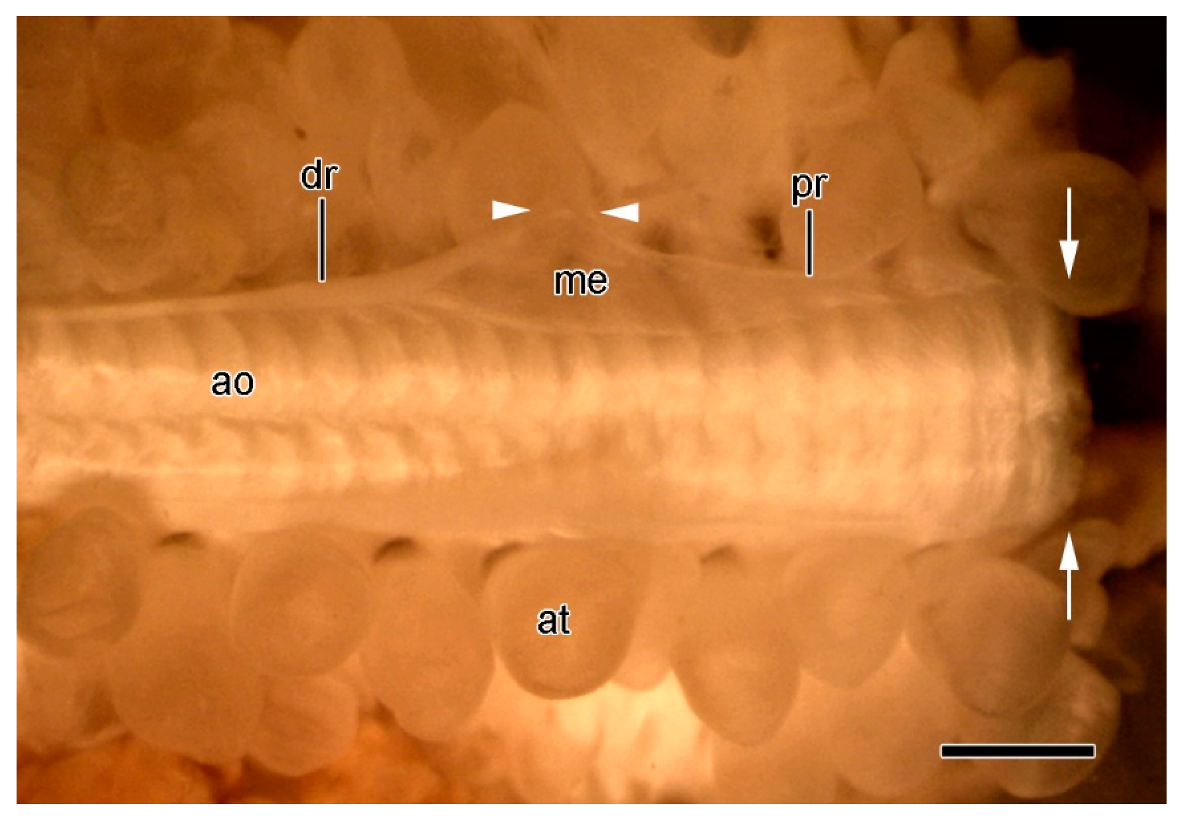 Marinedrugs 21 00138 g012