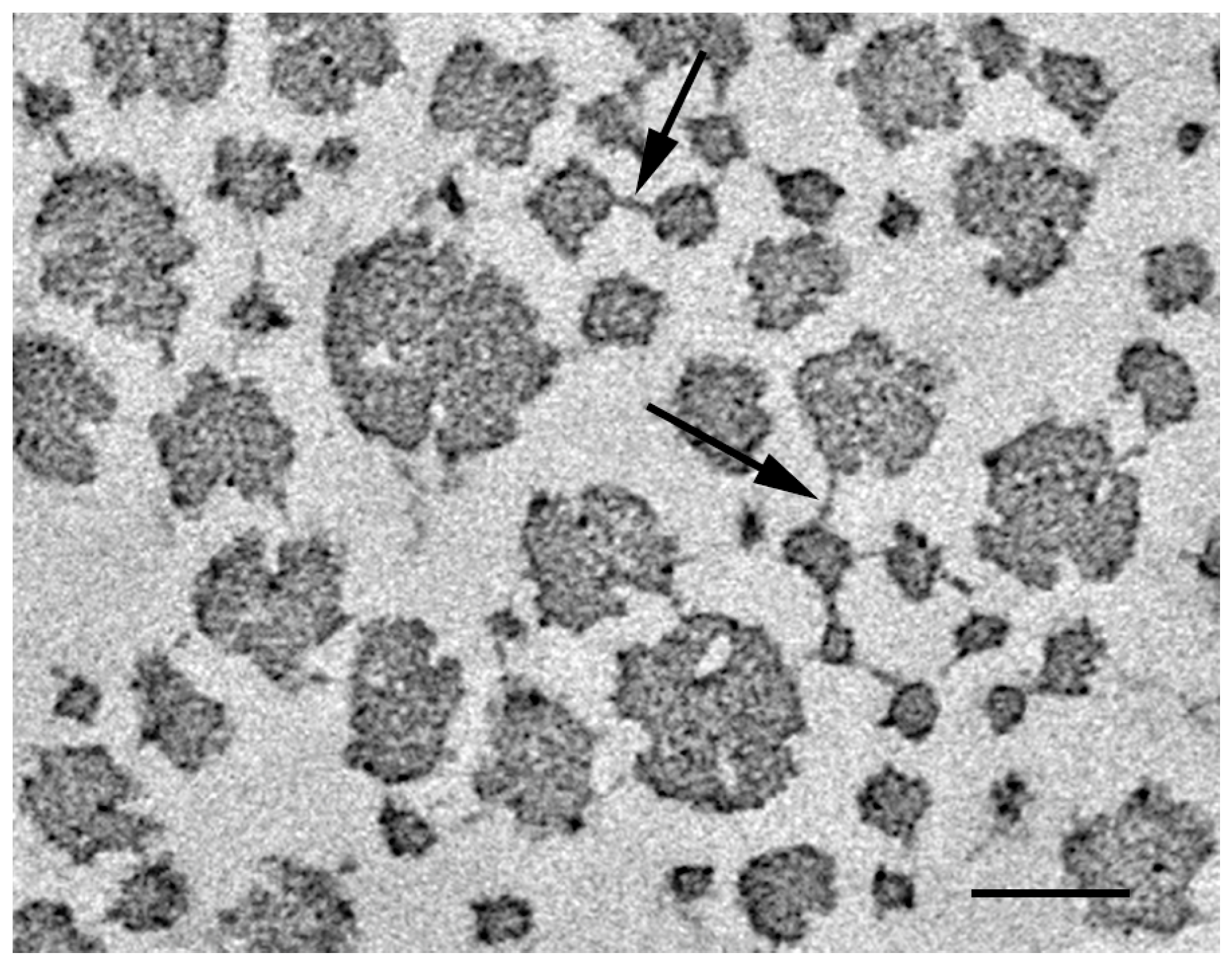 Marinedrugs 21 00140 g003