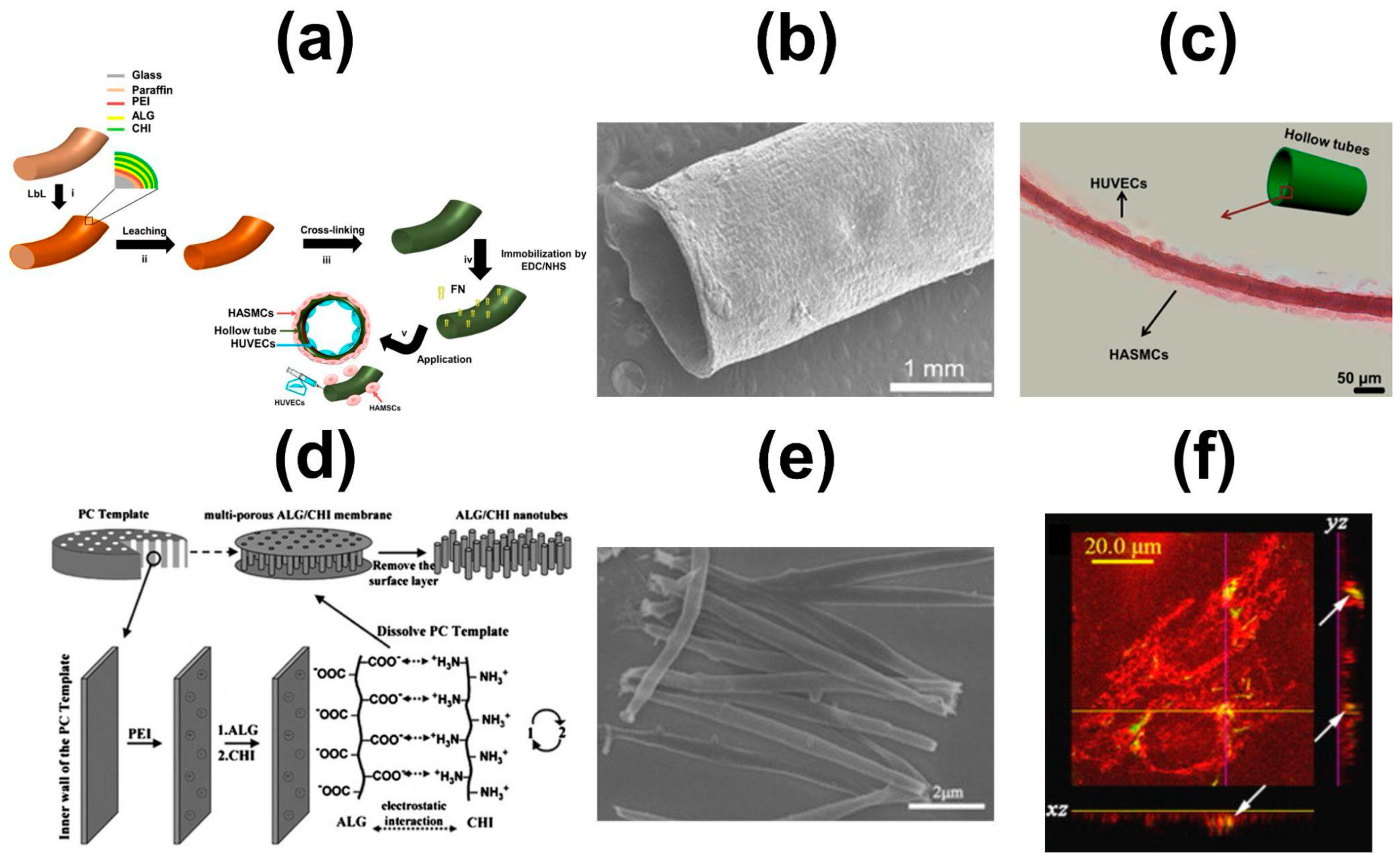 Marinedrugs 21 00147 g018