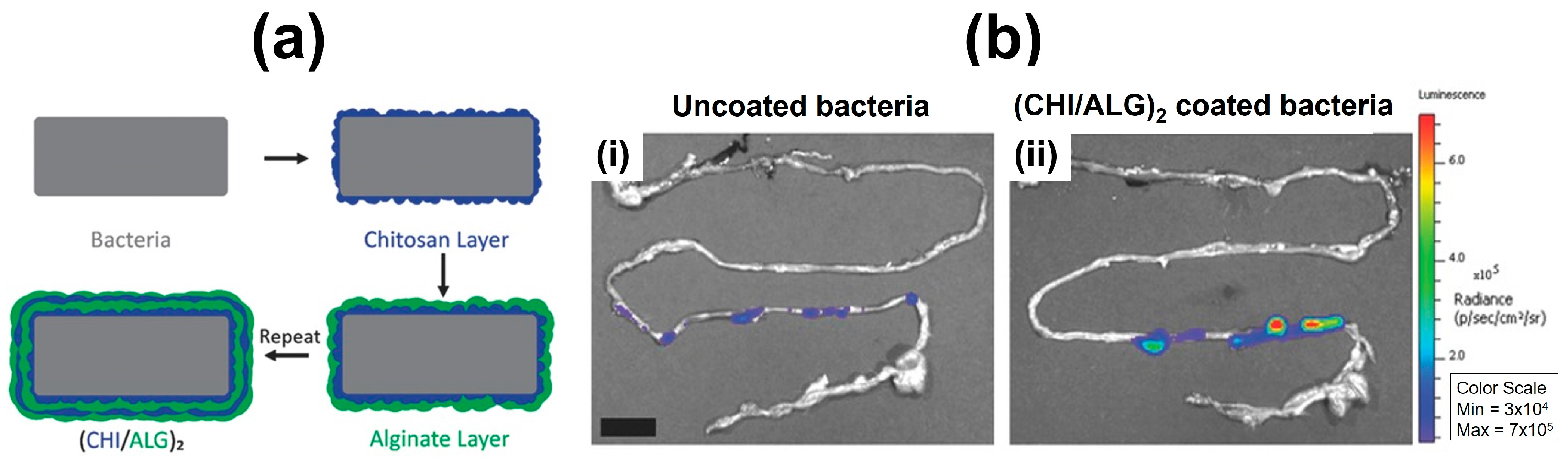 Marinedrugs 21 00147 g021