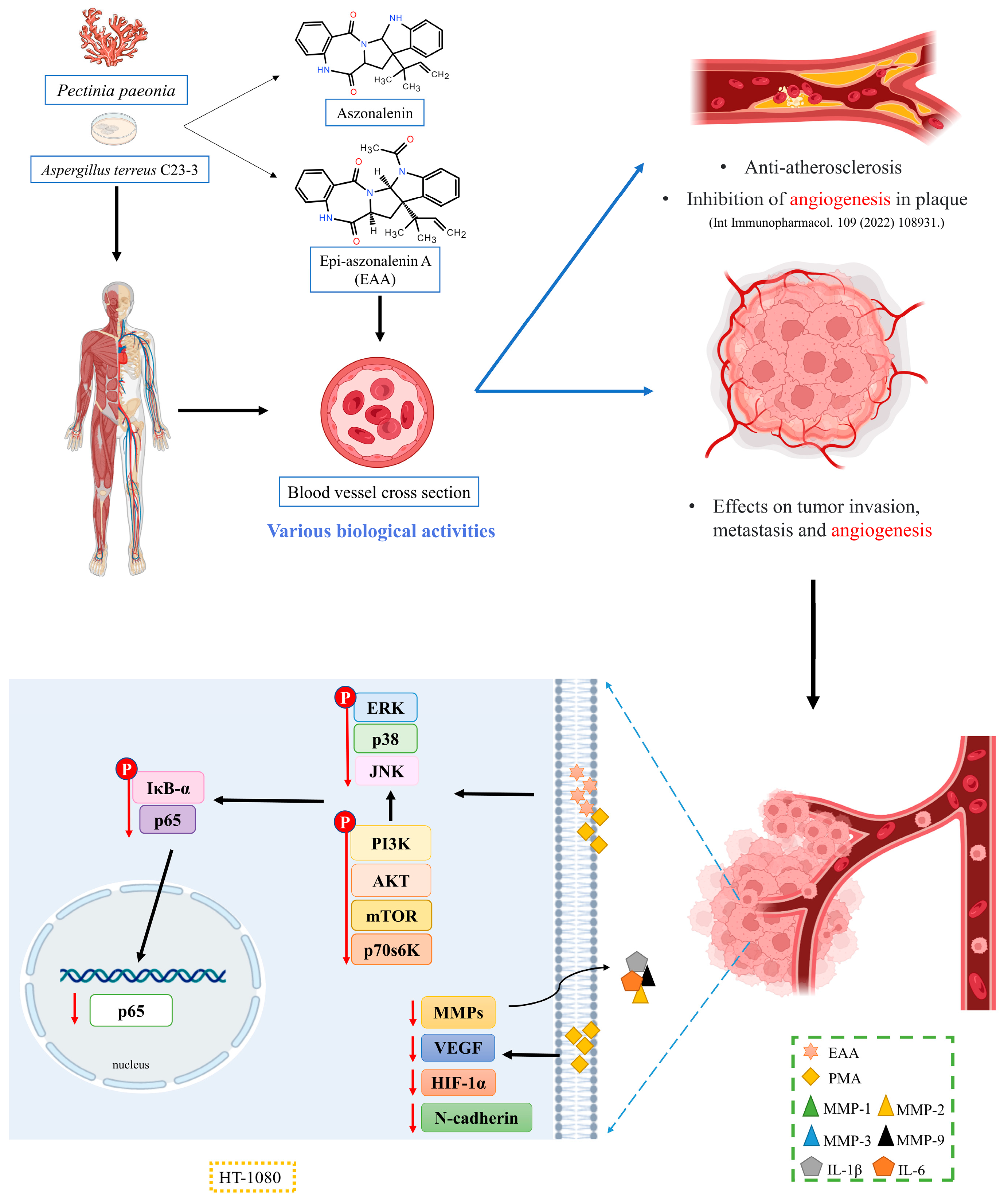 Marinedrugs 21 00156 g007