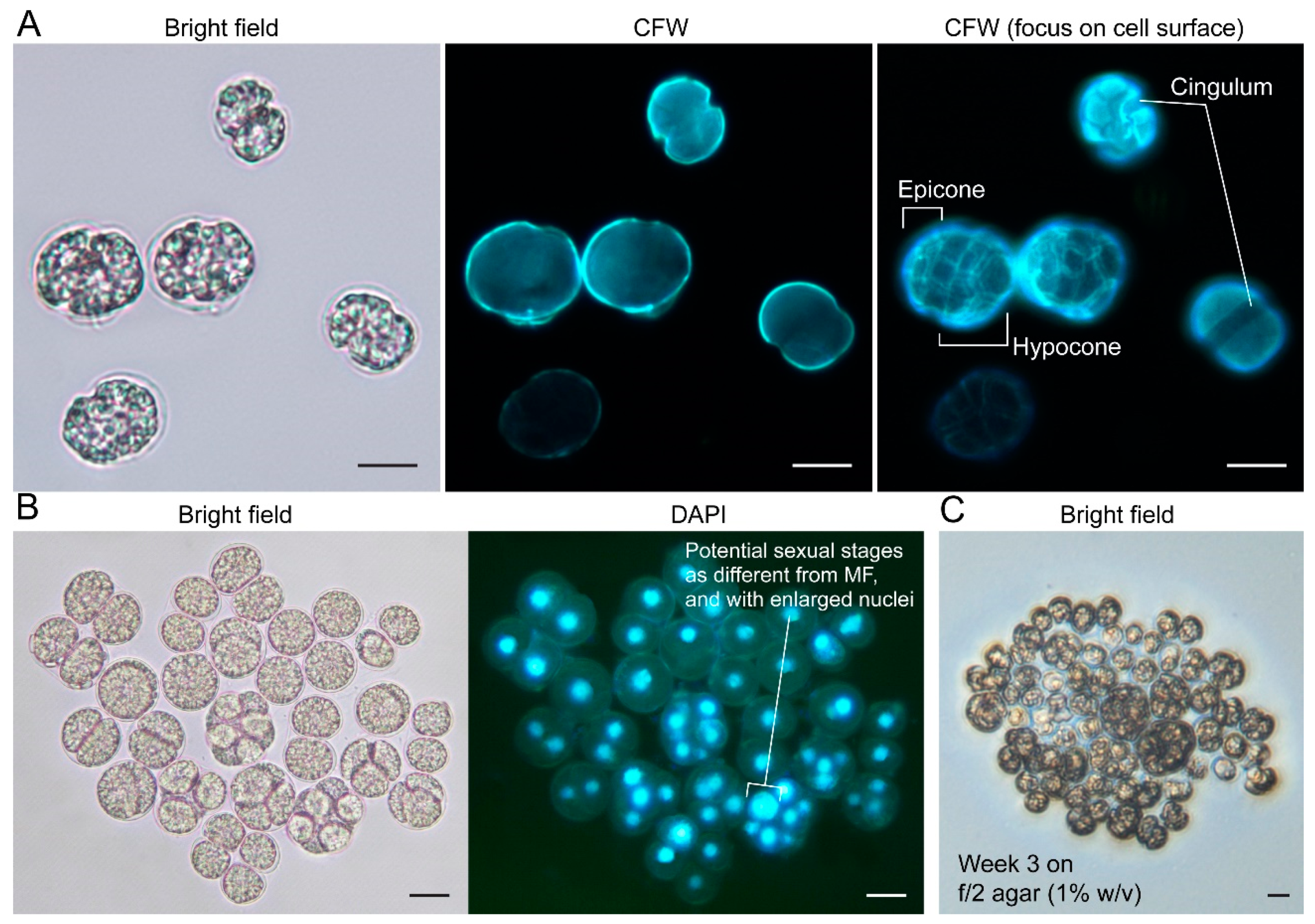 Marinedrugs 21 00162 g004