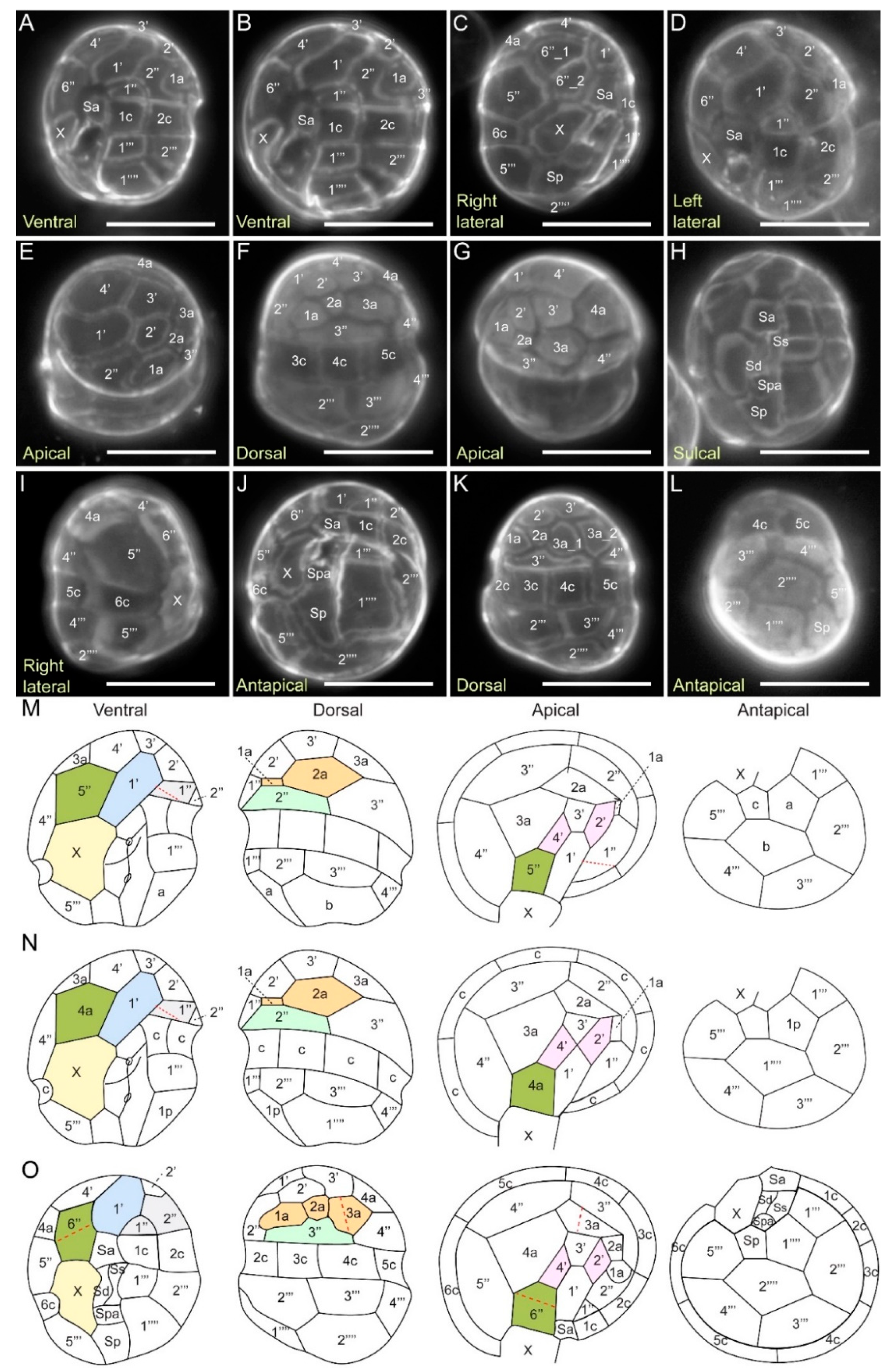 Marinedrugs 21 00162 g007