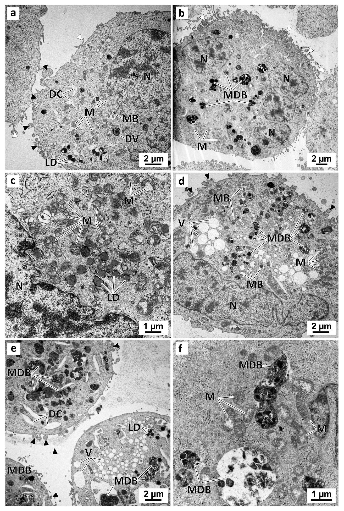 Marinedrugs 21 00166 g010