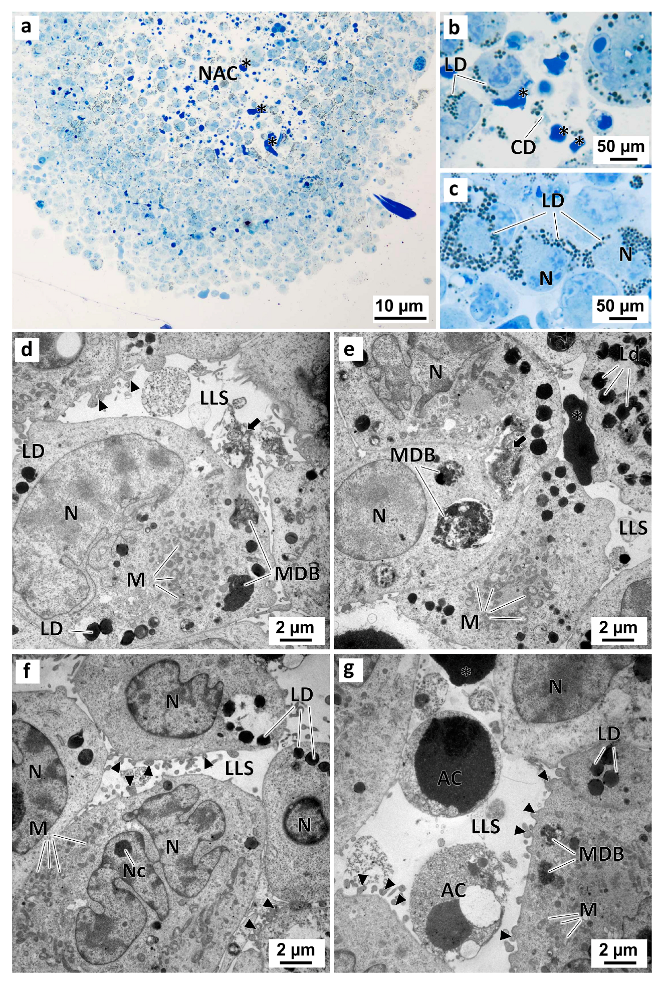 Marinedrugs 21 00166 g011