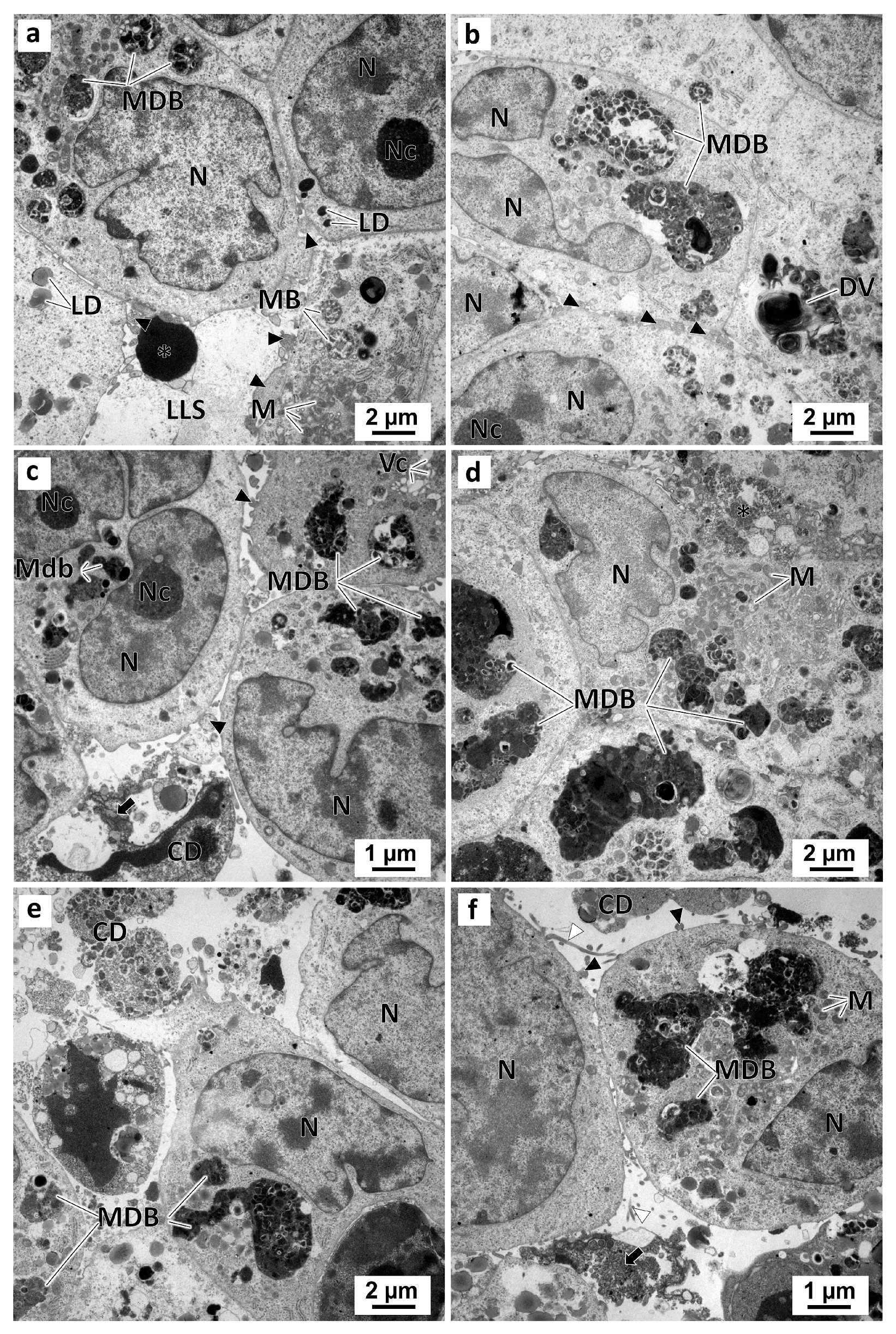 Marinedrugs 21 00166 g012