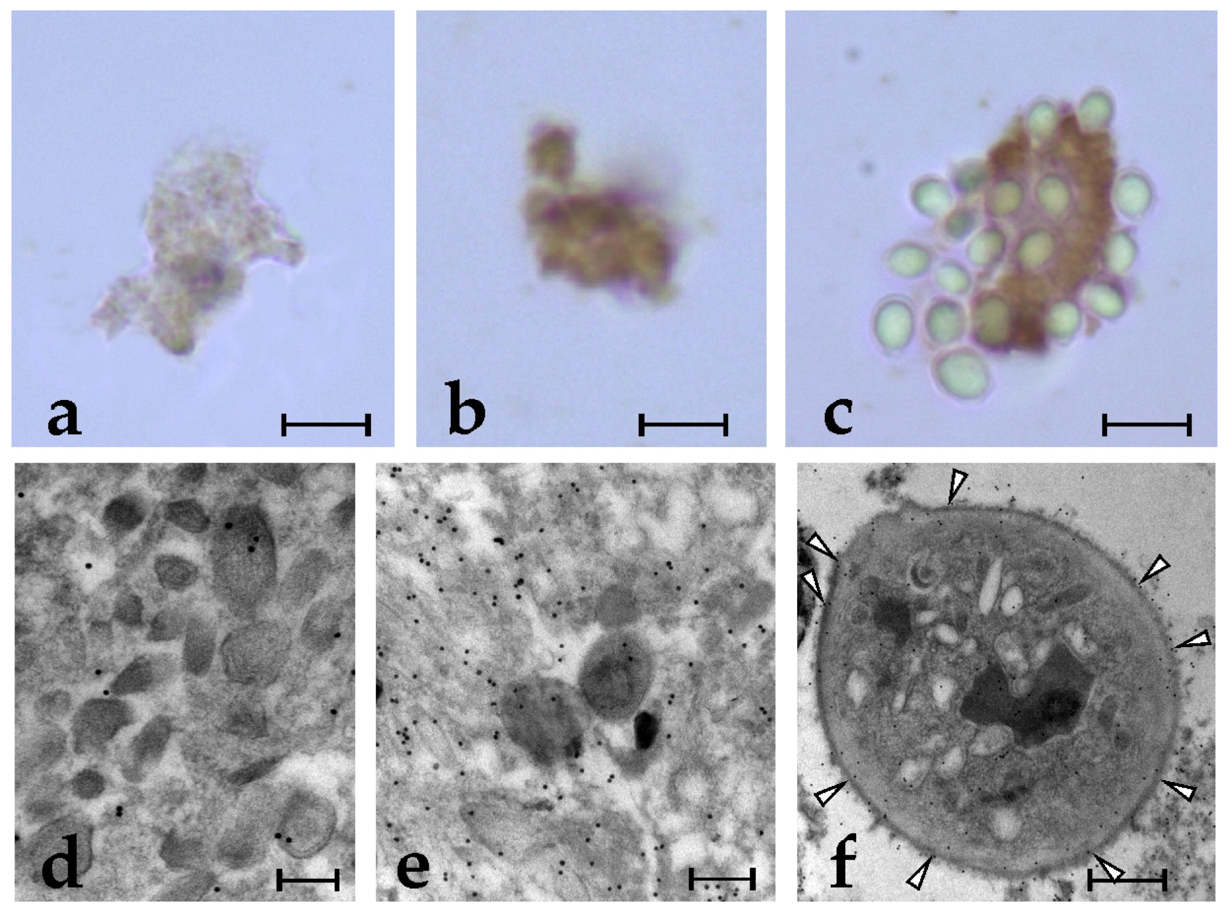 Marinedrugs 21 00171 g004