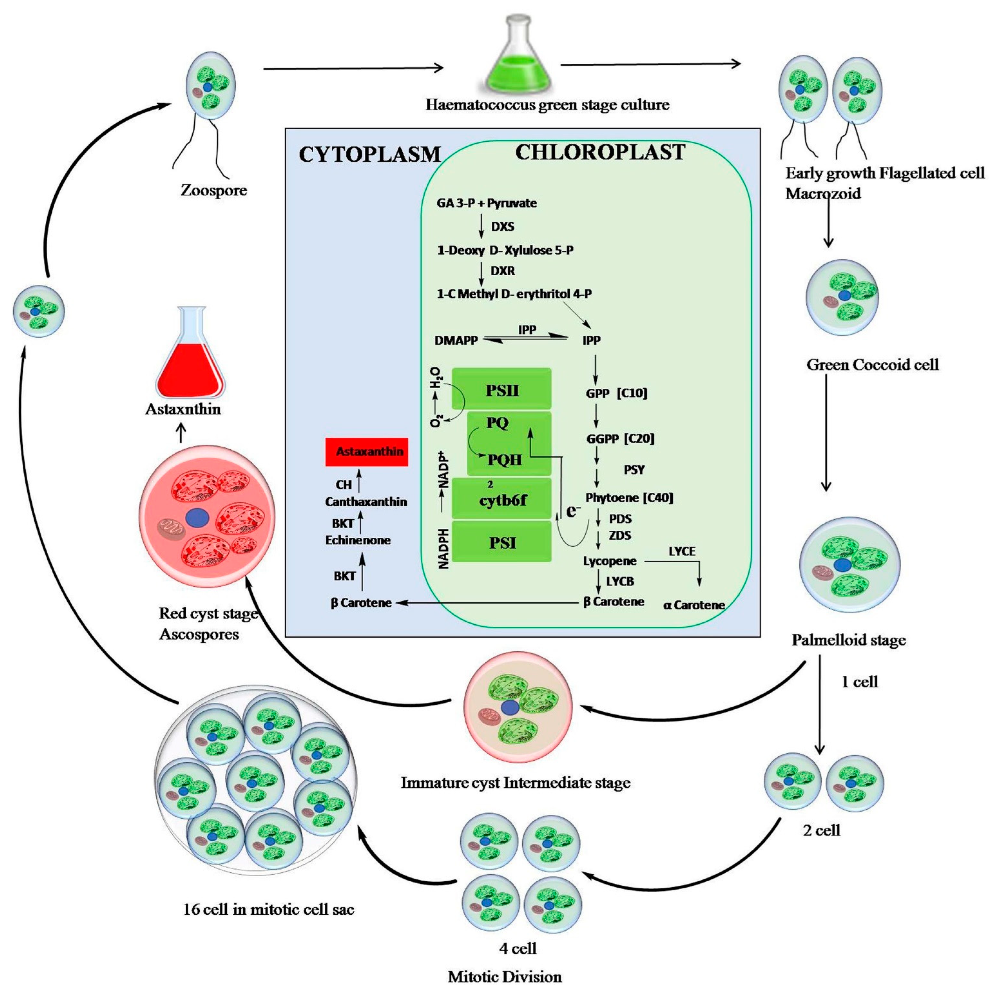 Marinedrugs 21 00176 g004
