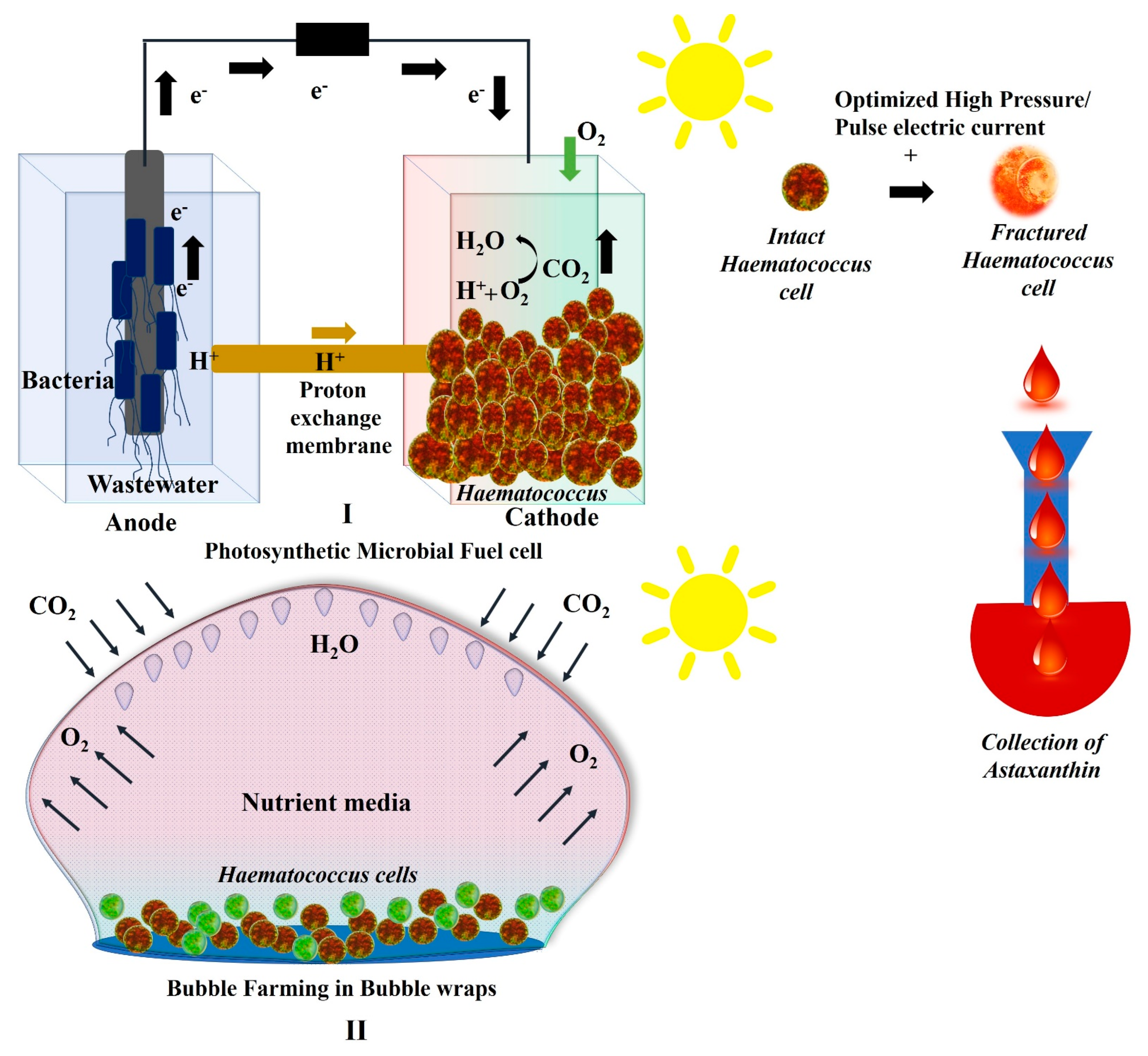 Marinedrugs 21 00176 g005