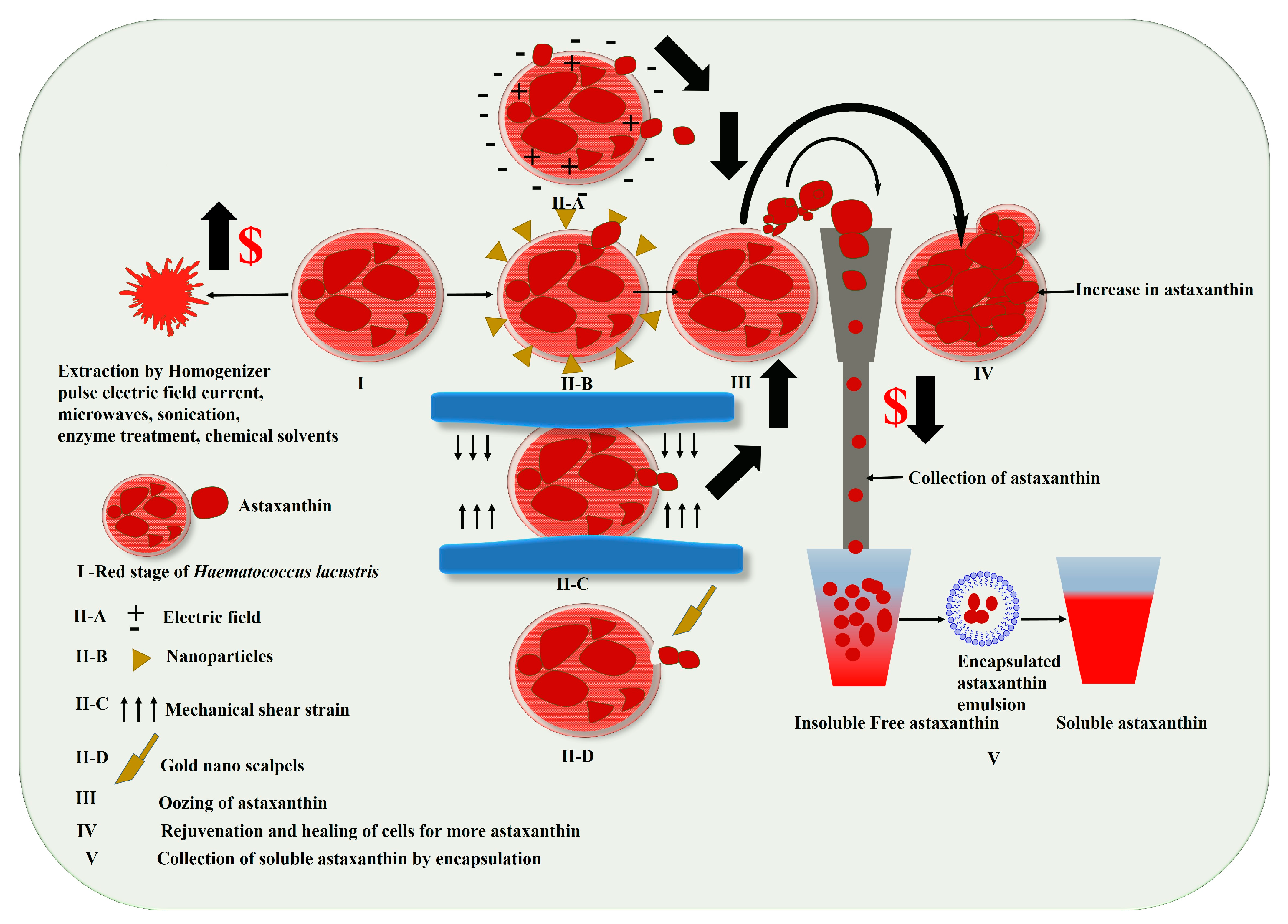 Marinedrugs 21 00176 g006