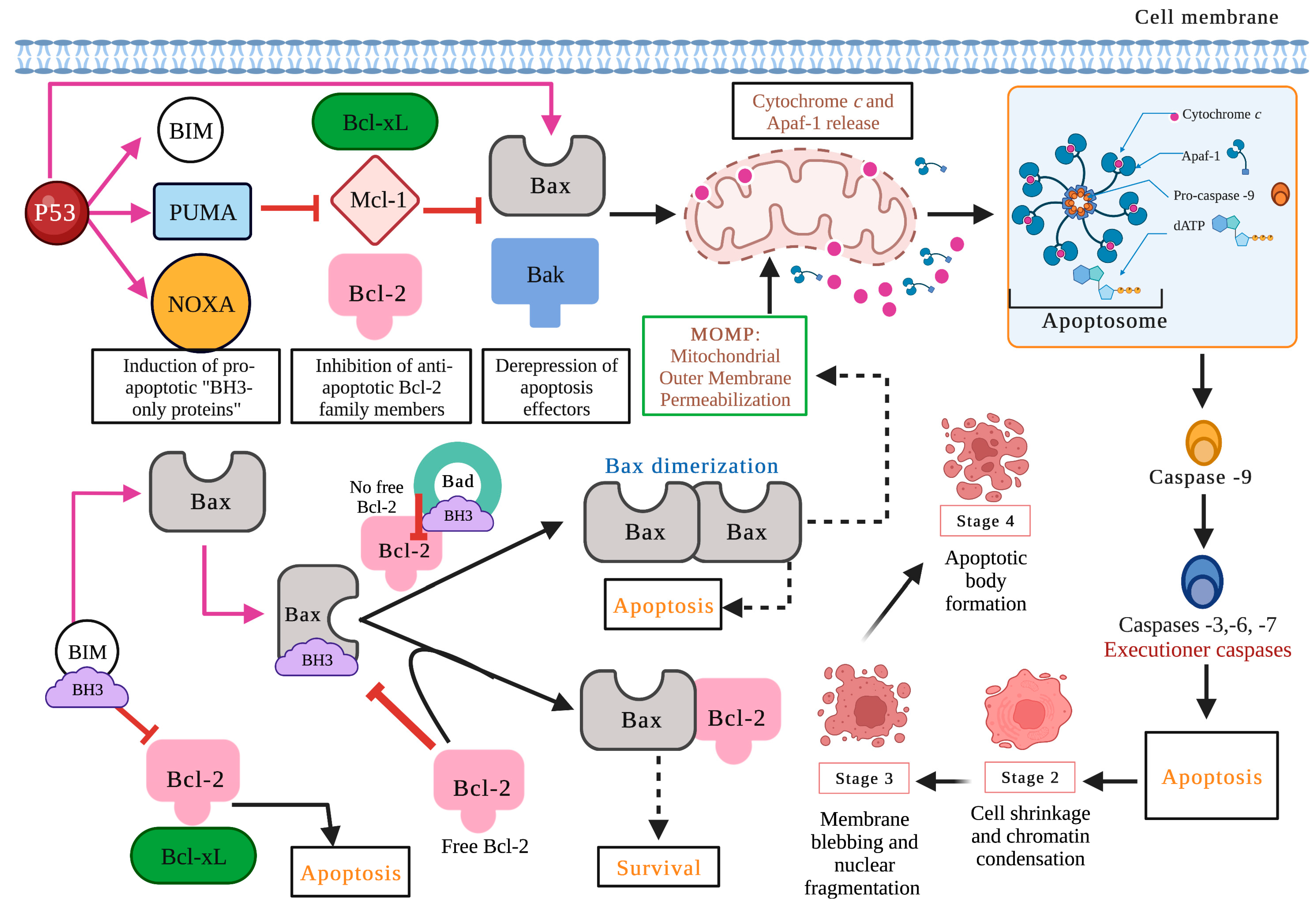 Marinedrugs 21 00182 g003