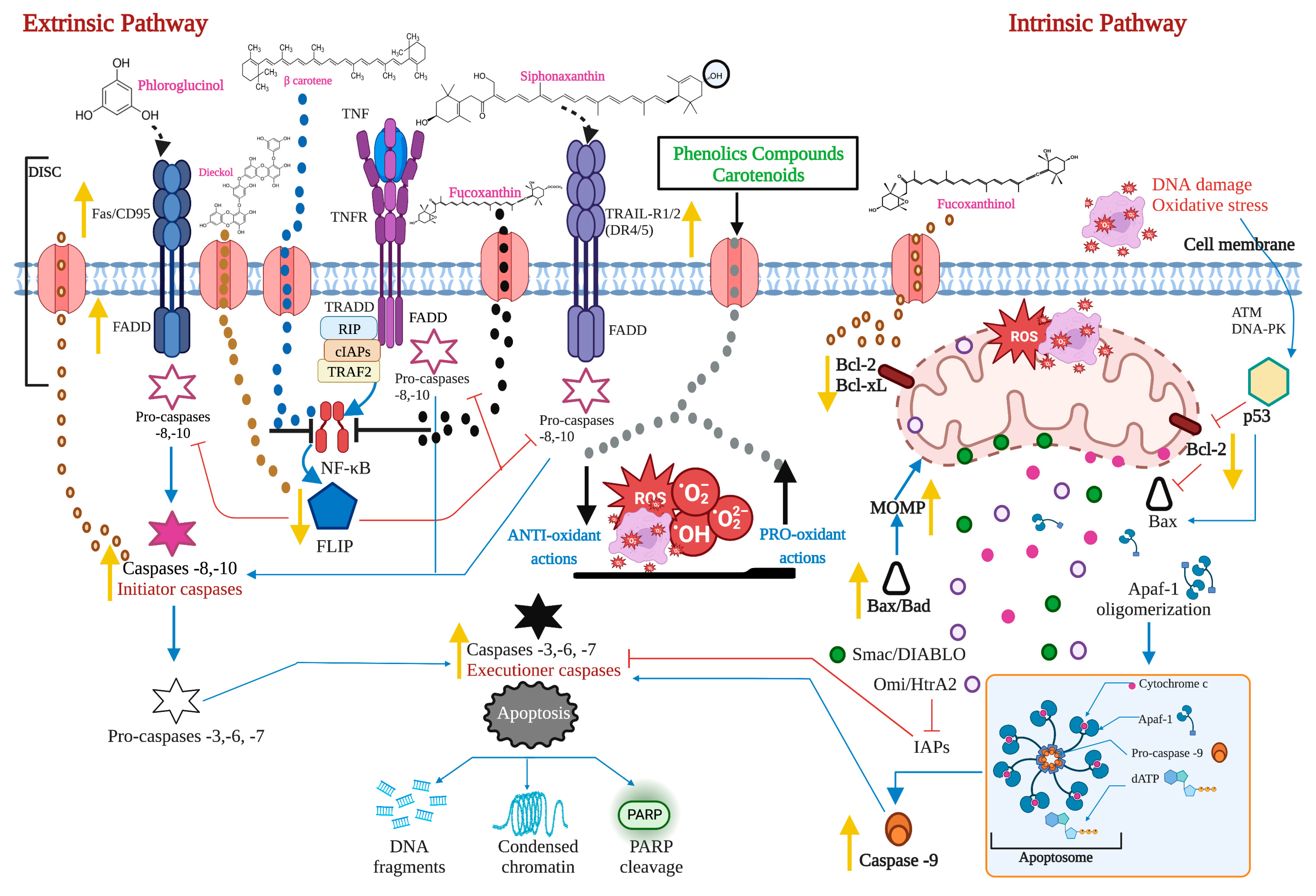 Marinedrugs 21 00182 g005