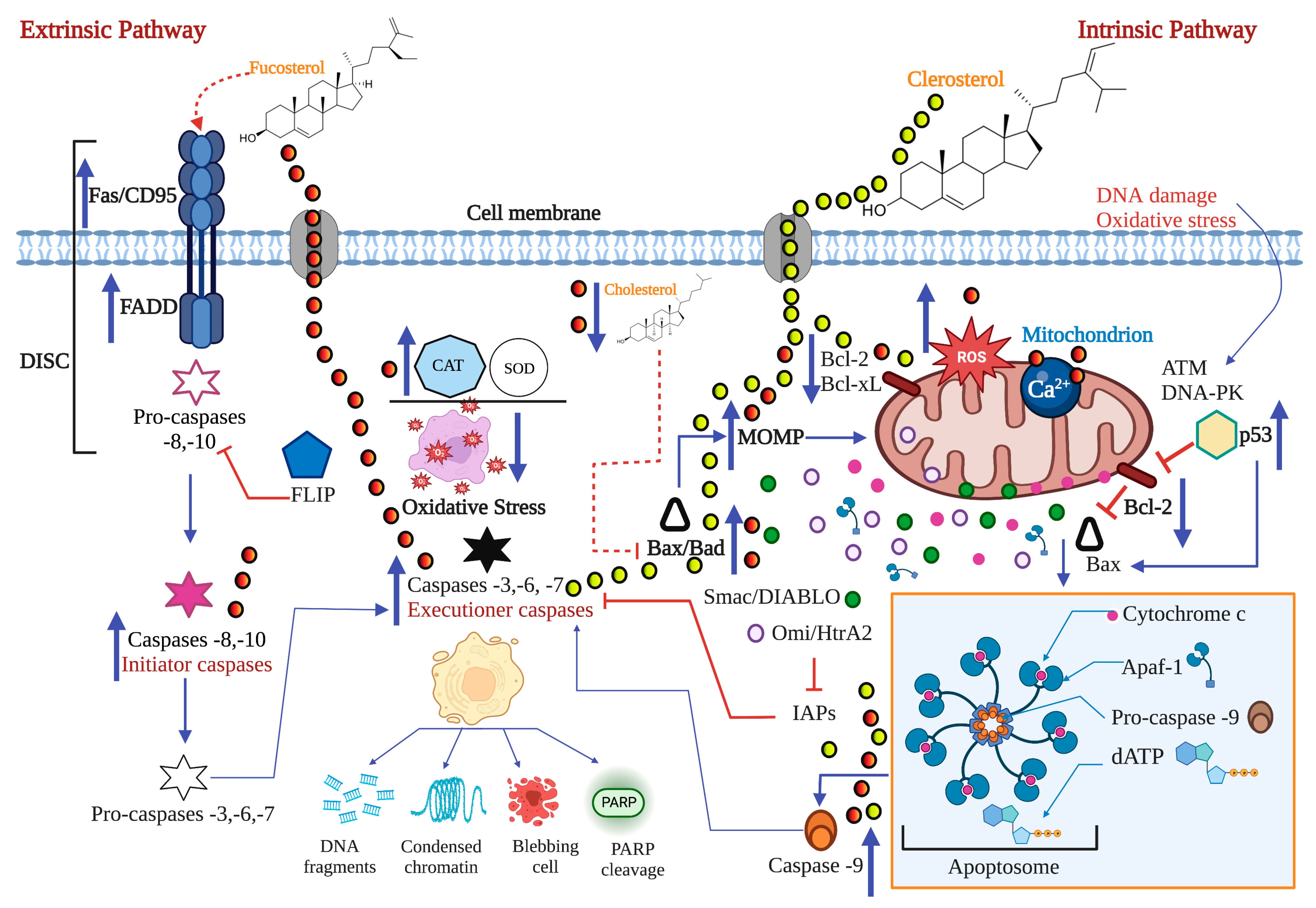 Marinedrugs 21 00182 g008