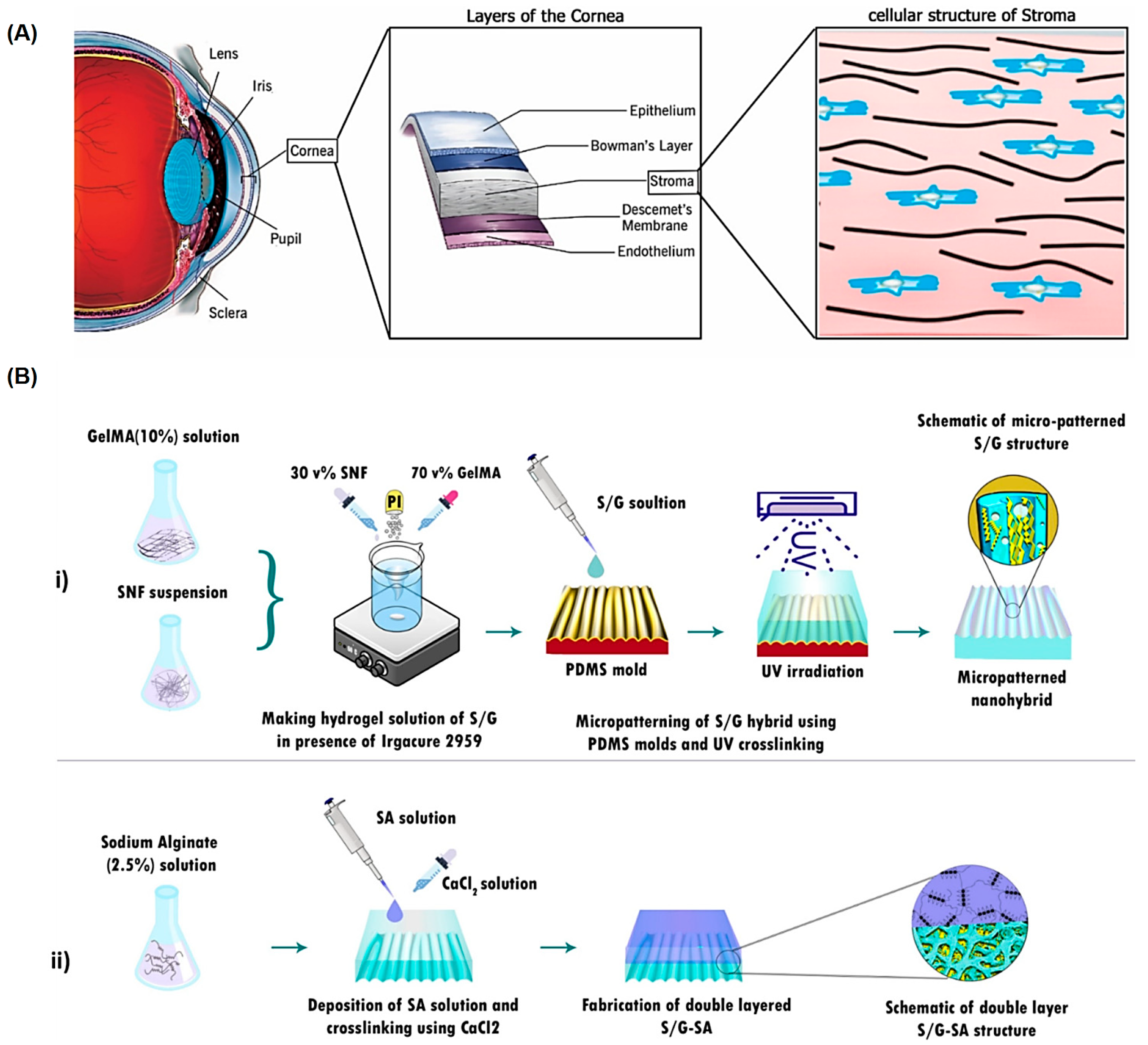 Marinedrugs 21 00189 g005