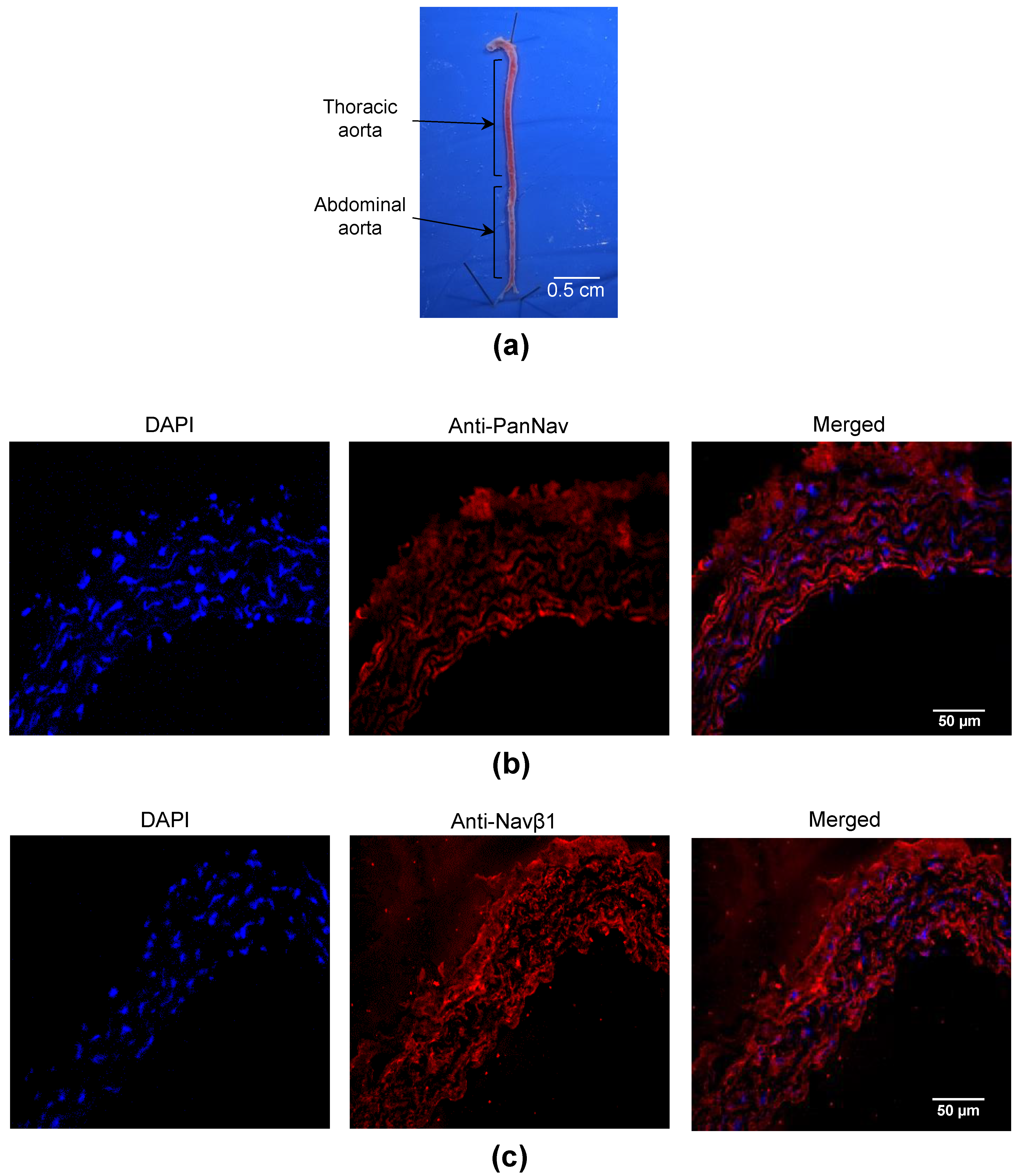 Marinedrugs 21 00196 g002