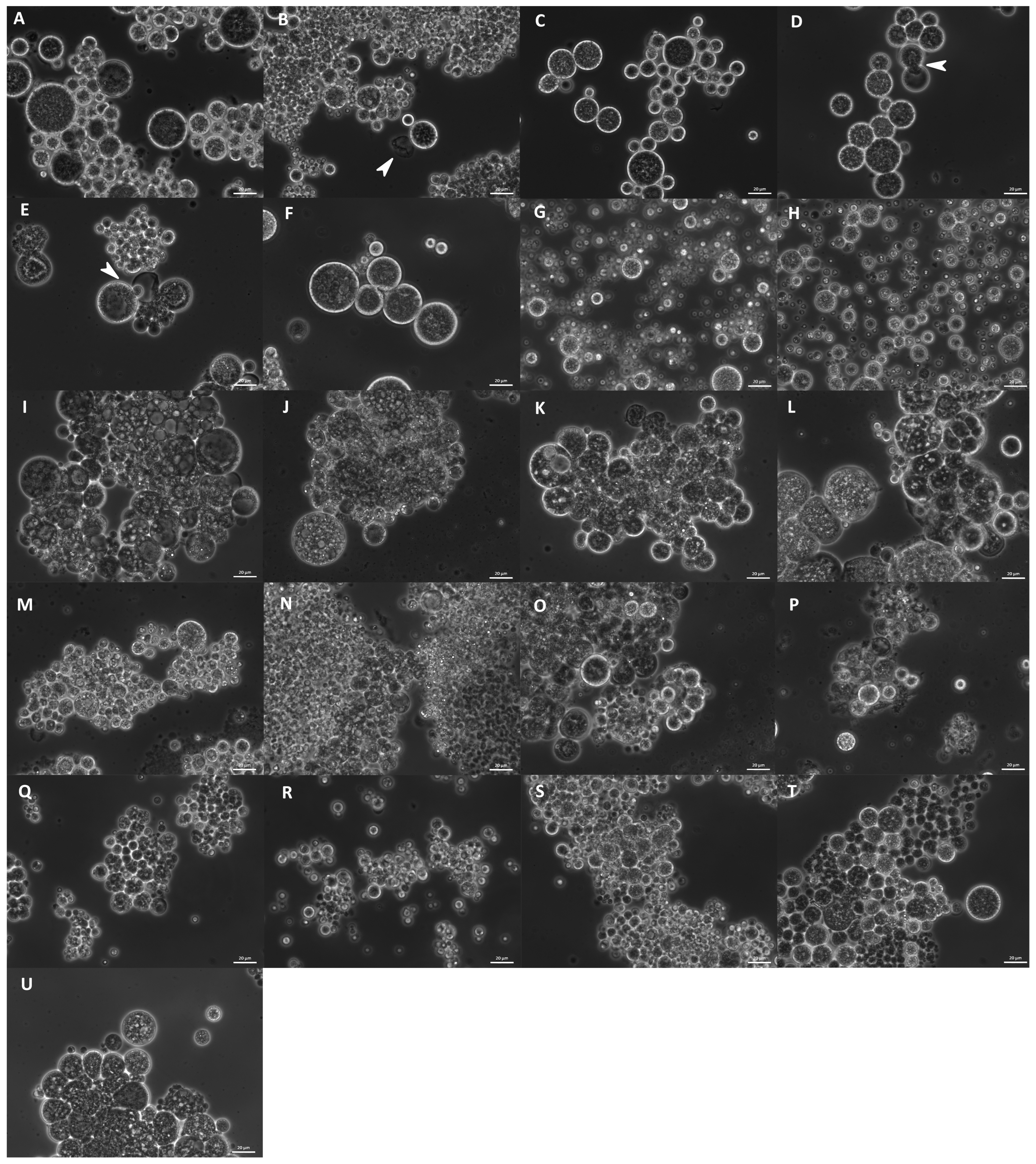 Marinedrugs 21 00204 g009