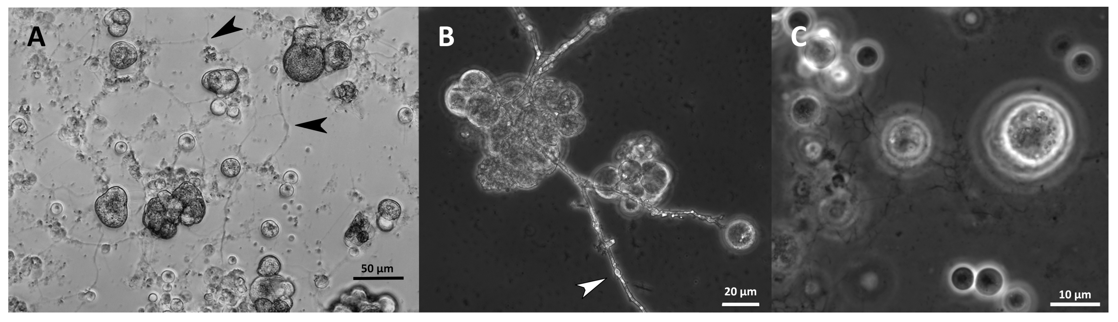 Marinedrugs 21 00204 g011