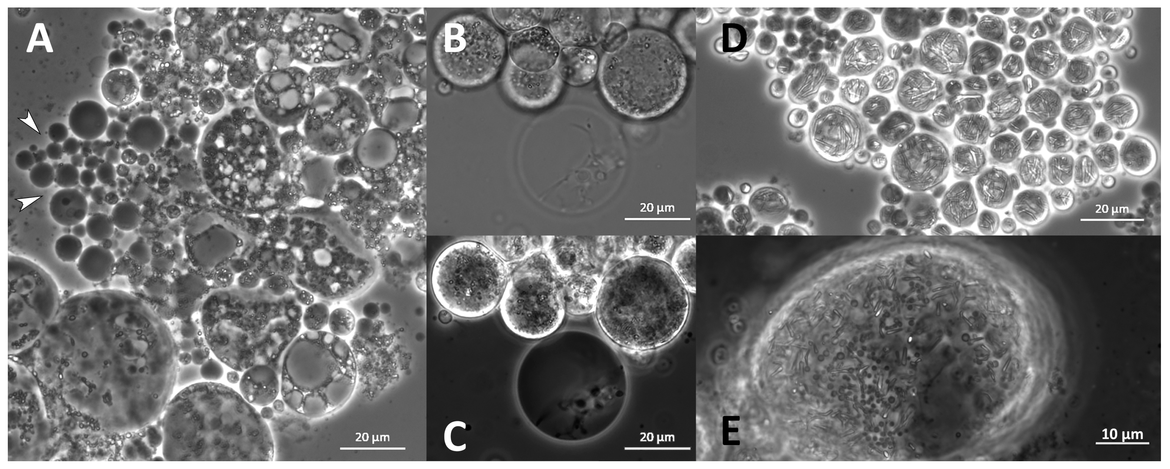 Marinedrugs 21 00204 g012