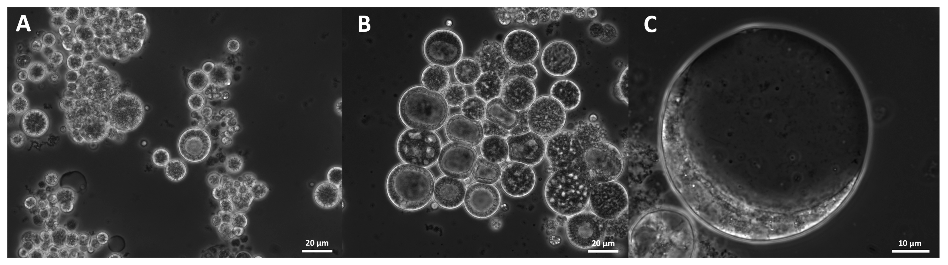 Marinedrugs 21 00204 g013