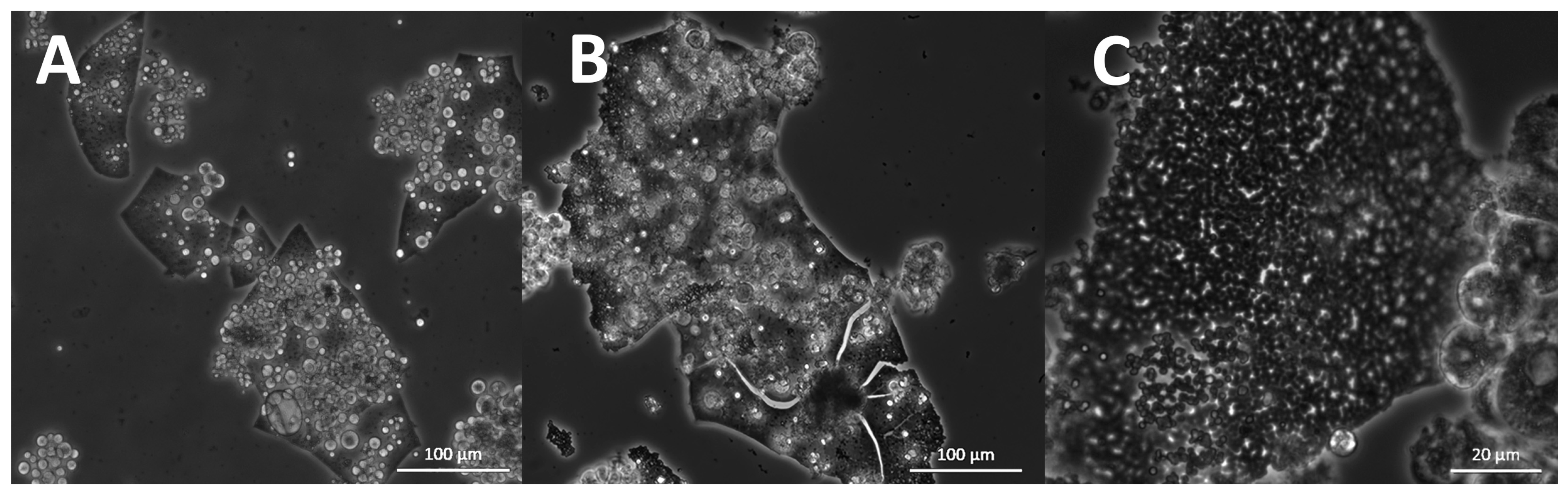 Marinedrugs 21 00204 g014