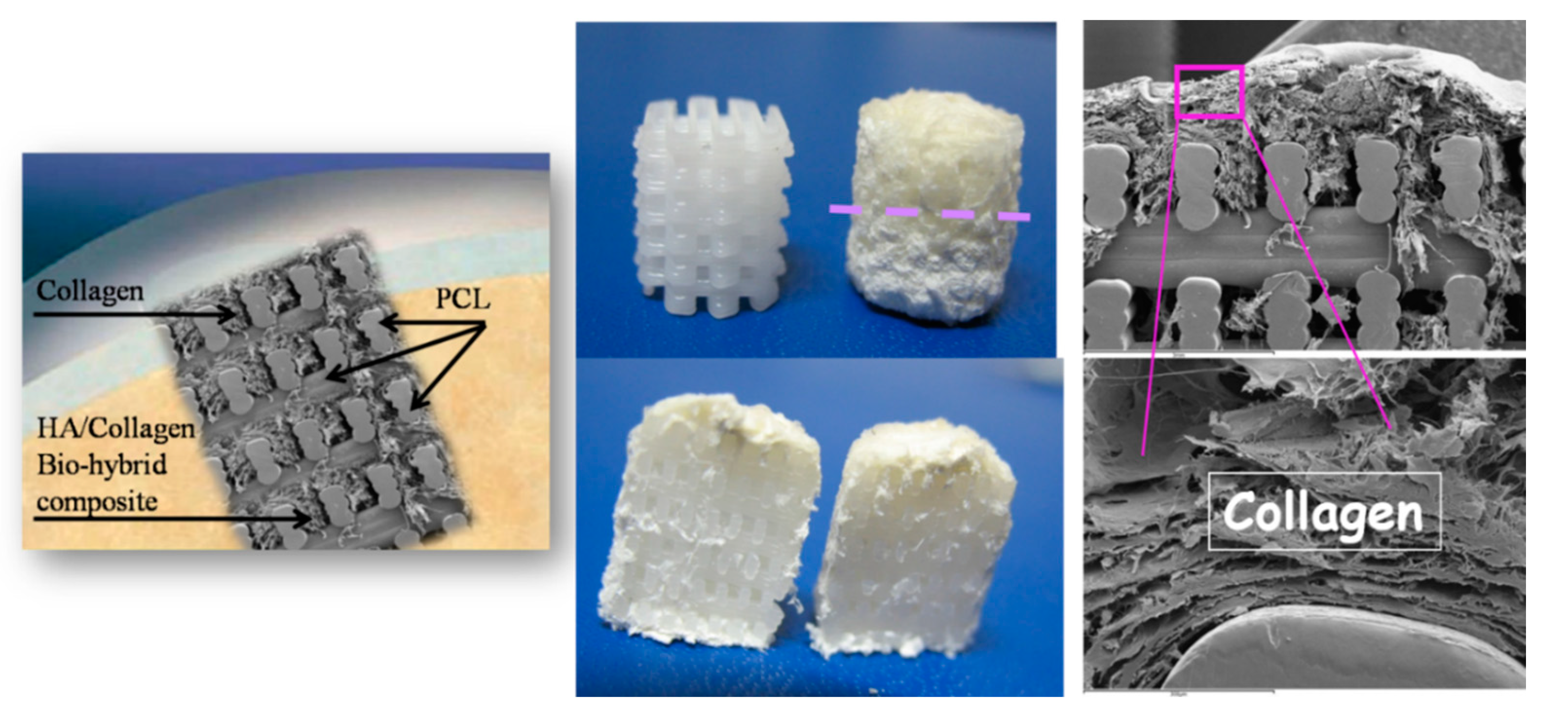 Marinedrugs 21 00212 g003