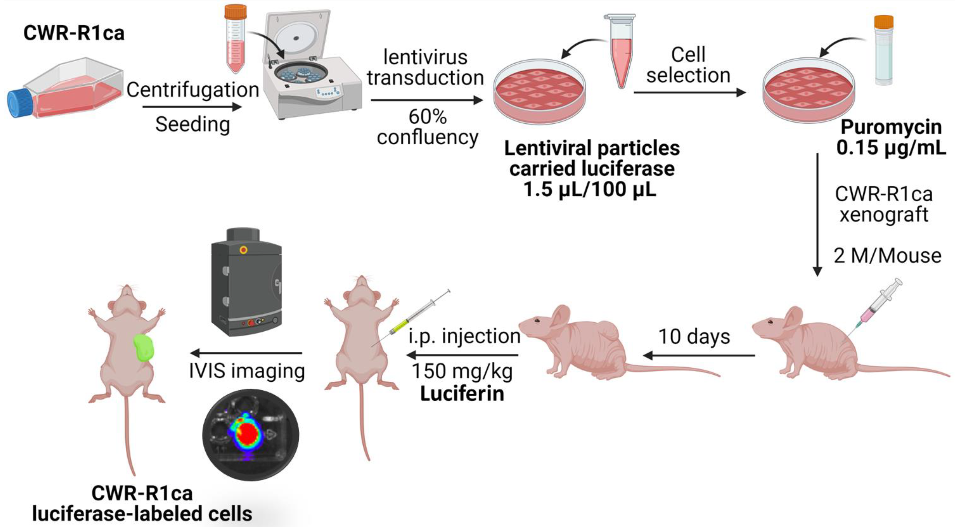 Marinedrugs 21 00215 g005