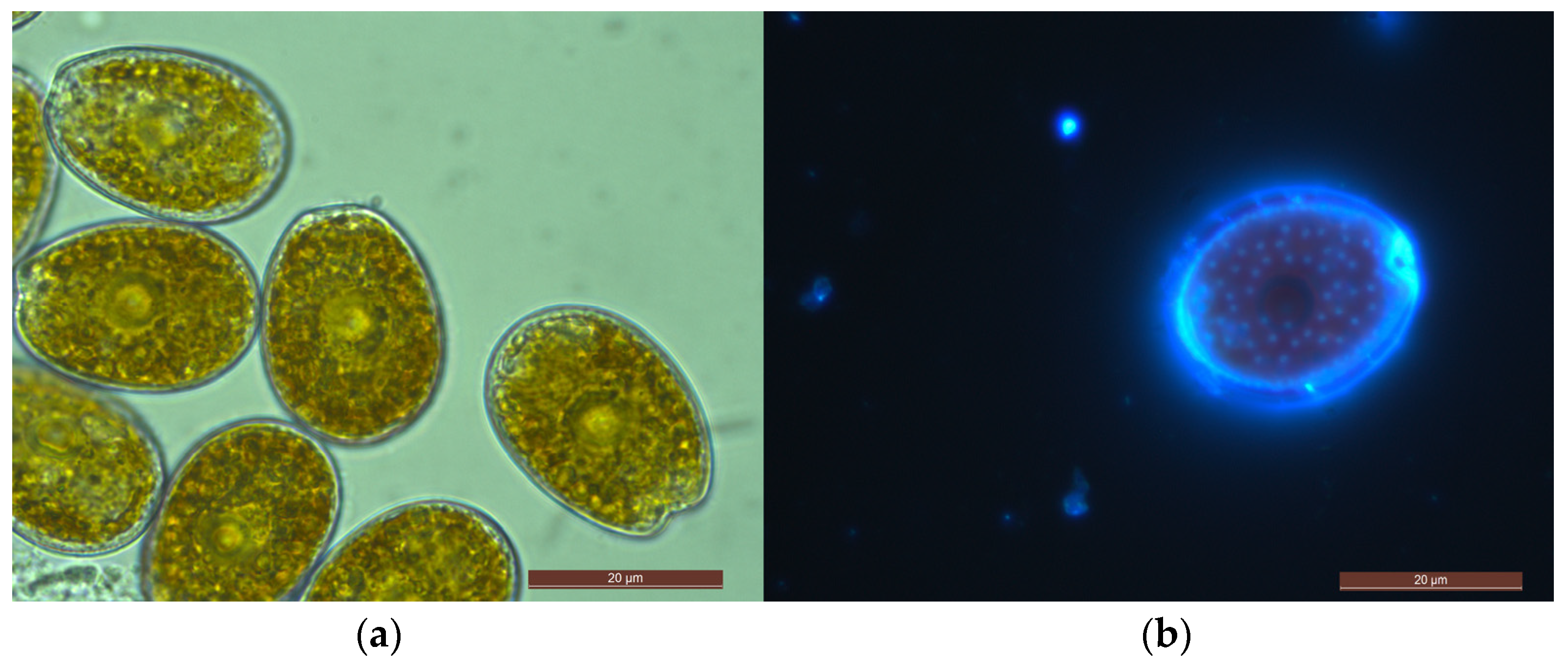 Marinedrugs 21 00216 g003